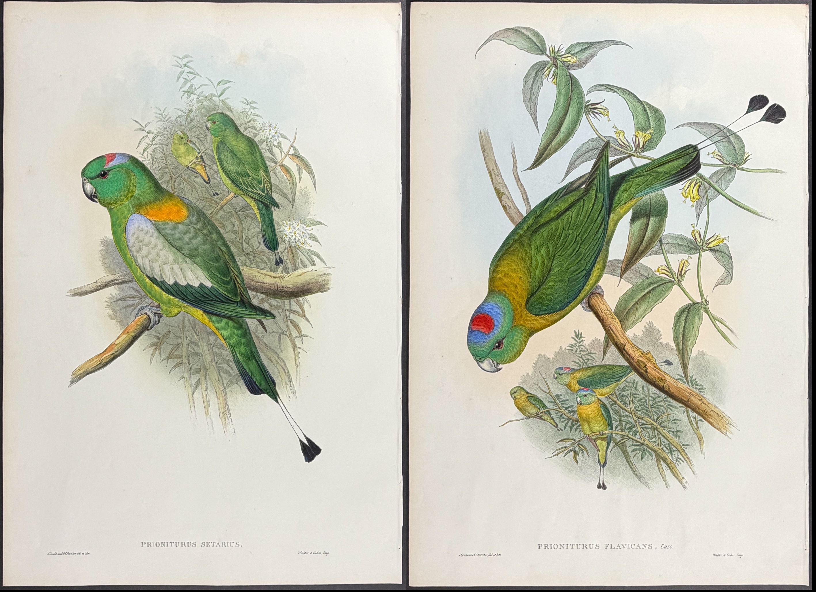 Gould, Asia - Pair of Racket-tailed Parrot Lithographs