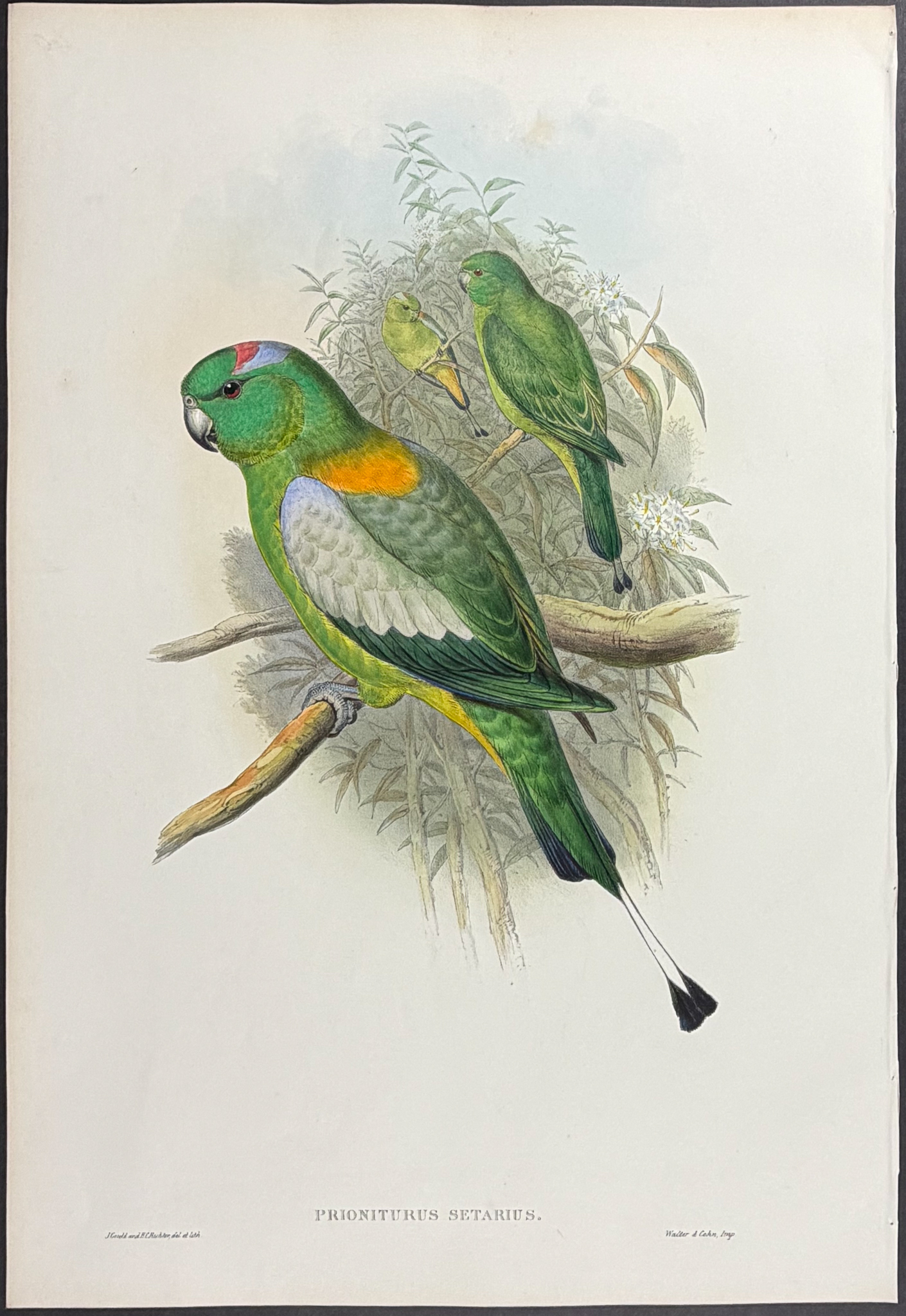 Gould, Asia - Pair of Racket-tailed Parrot Lithographs