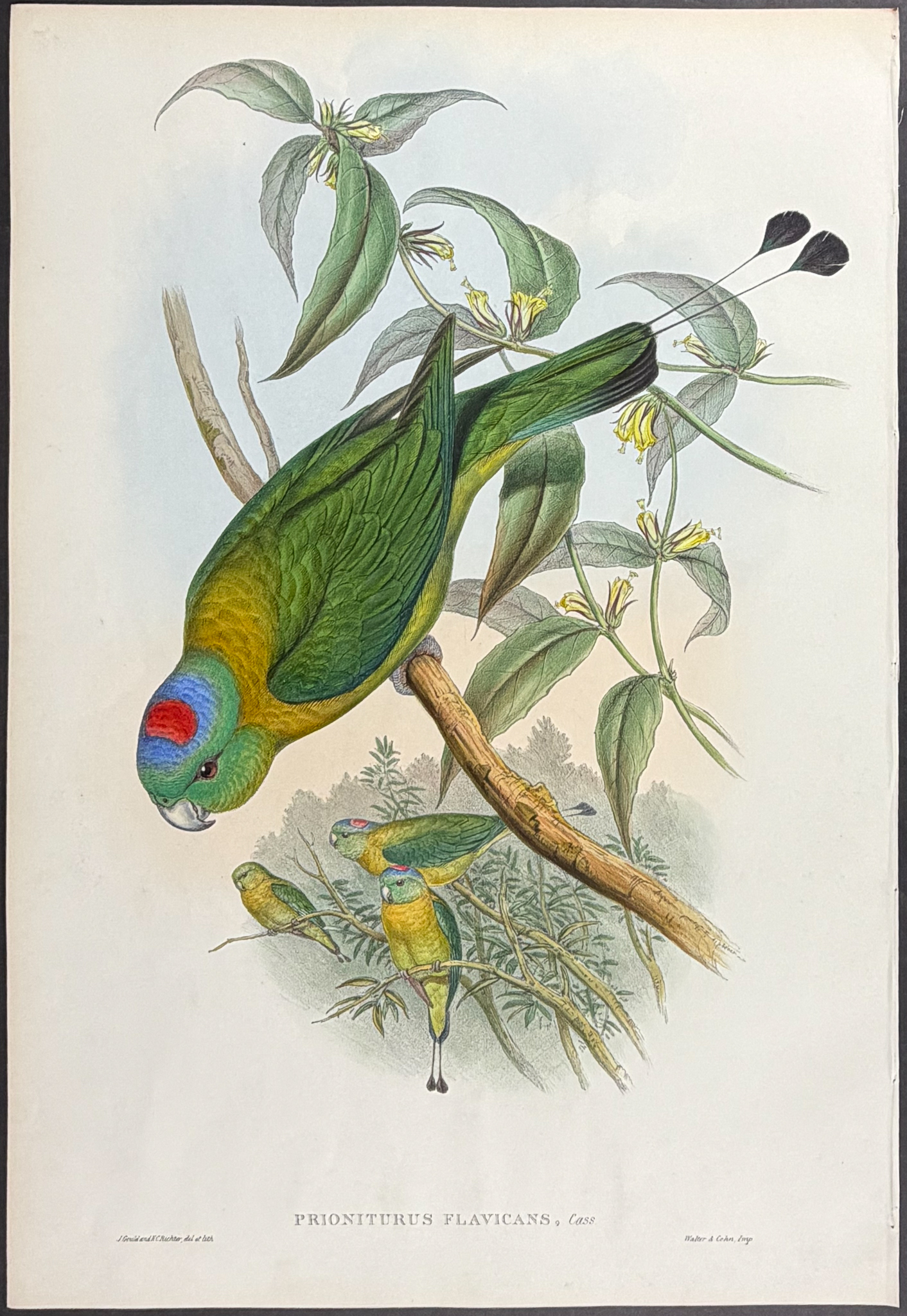 Gould, Asia - Pair of Racket-tailed Parrot Lithographs