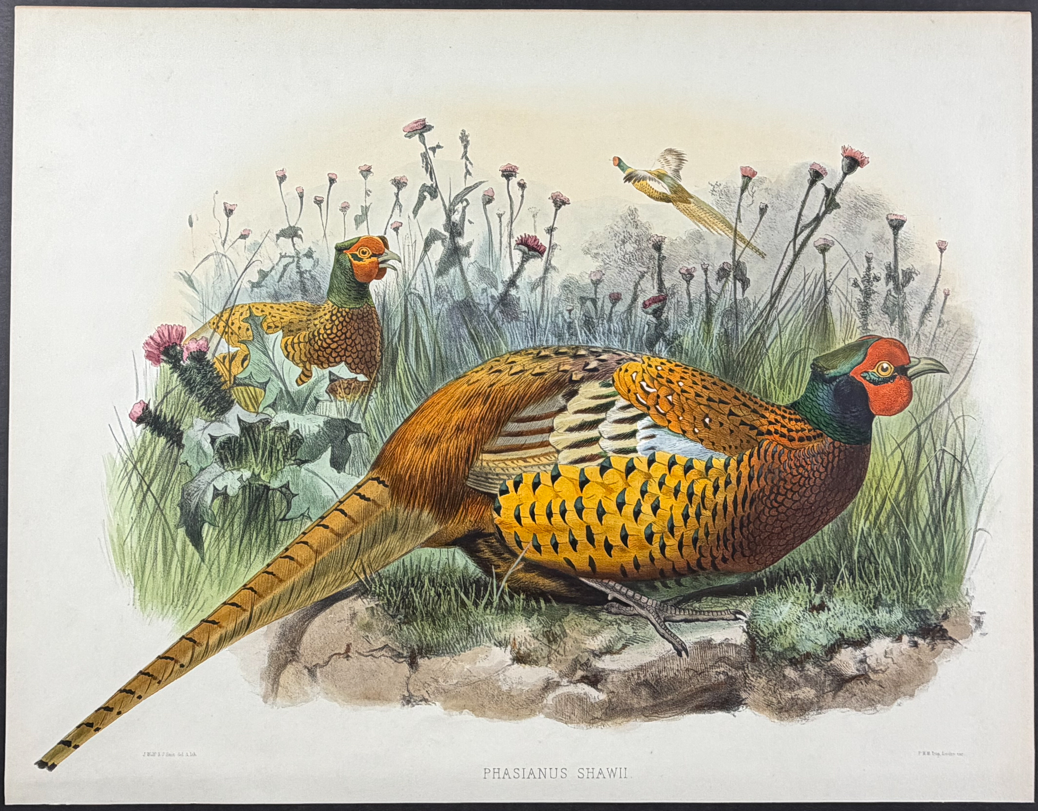 Elliot - Common or Shaw's Pheasant [Phasianus Shawii]