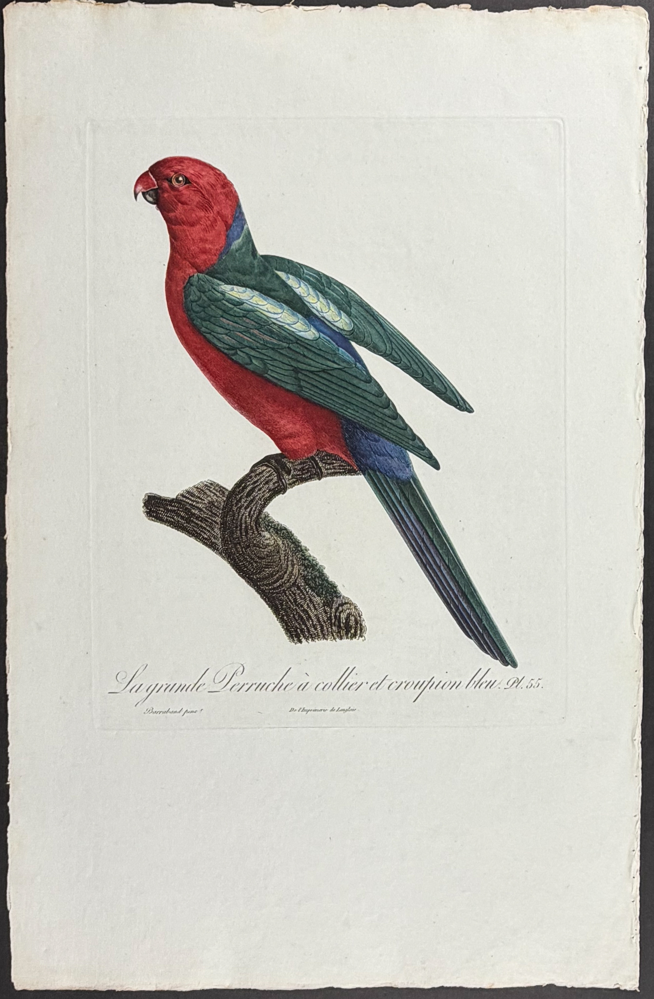 Barraband, Folio - Australian King Parrot. 55