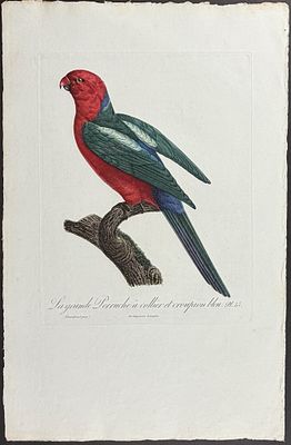 Barraband, Folio - Australian King Parrot. 55. This incredible first edition, folio stipple 
