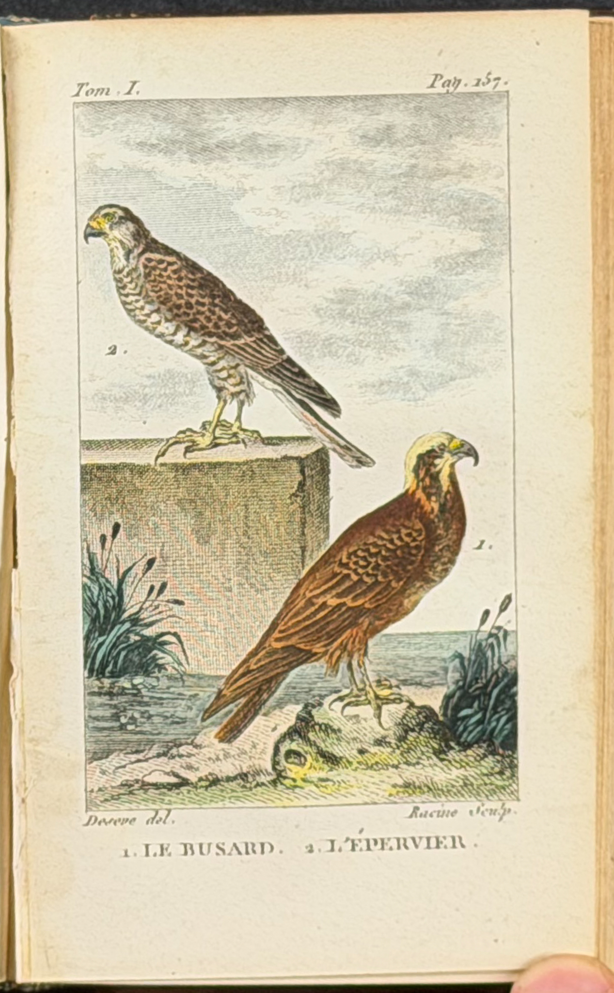 Buffon's Histoire Naturelle (Birds) - 16 Volumes with 123 Originally Hand Colored Engravings