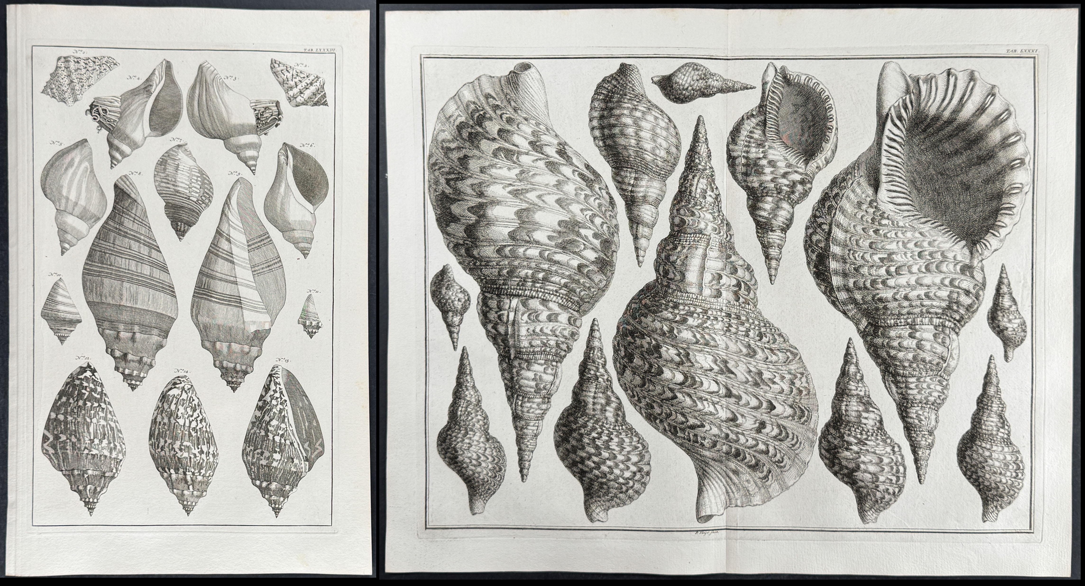Seba - 3 Shell Engravings