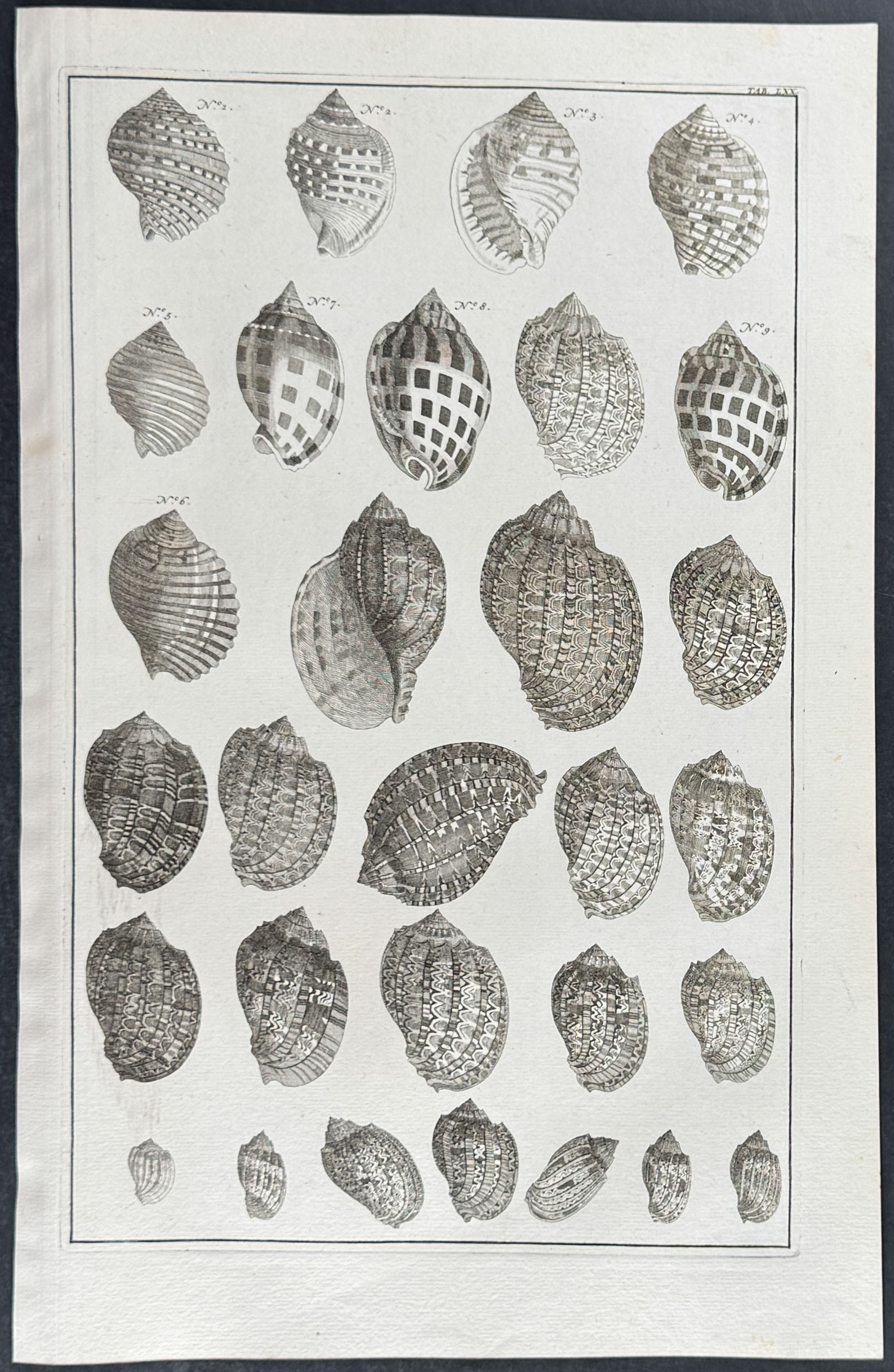 Seba - 3 Shell Engravings