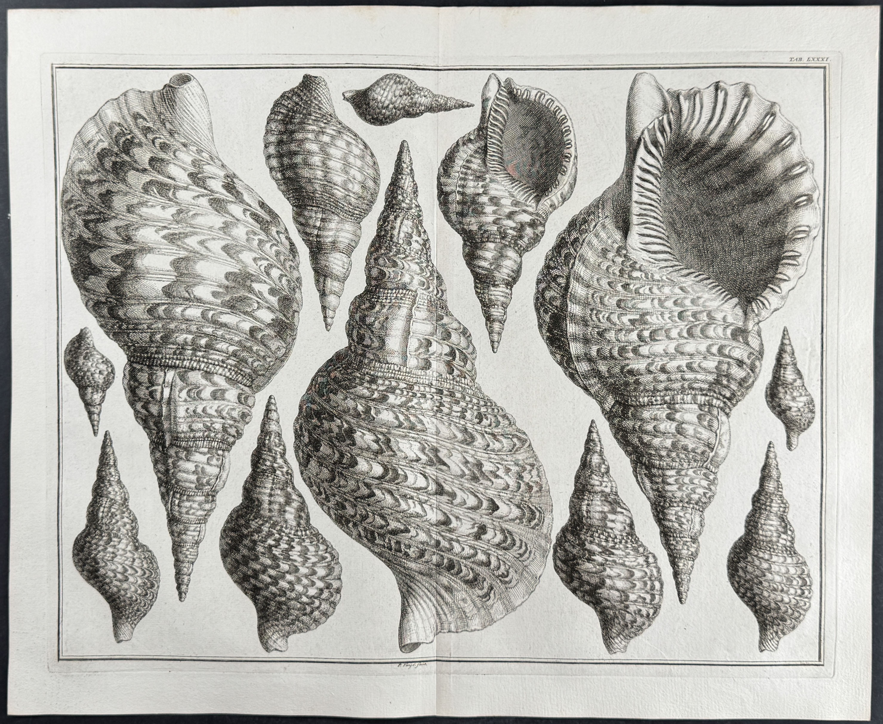 Seba - 3 Shell Engravings