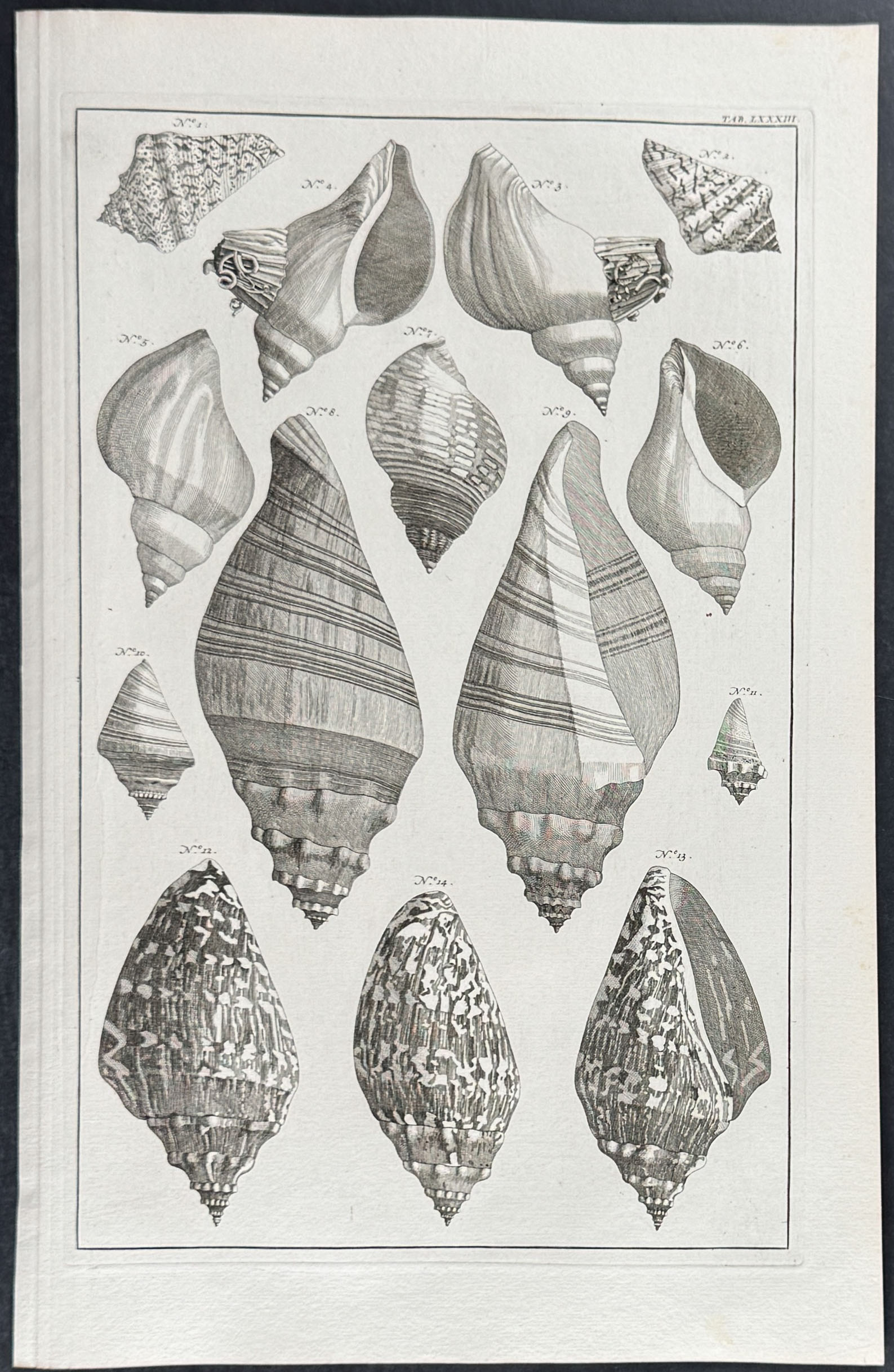 Seba - 3 Shell Engravings