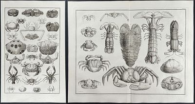 Seba - 3 Crab & Lobster Engravings. This artistically composed, scientific folio engraving is 