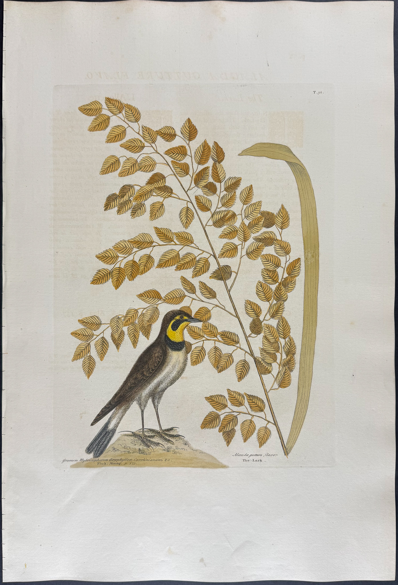Catesby, Folio - Lark with Seaside Oat. 1-32