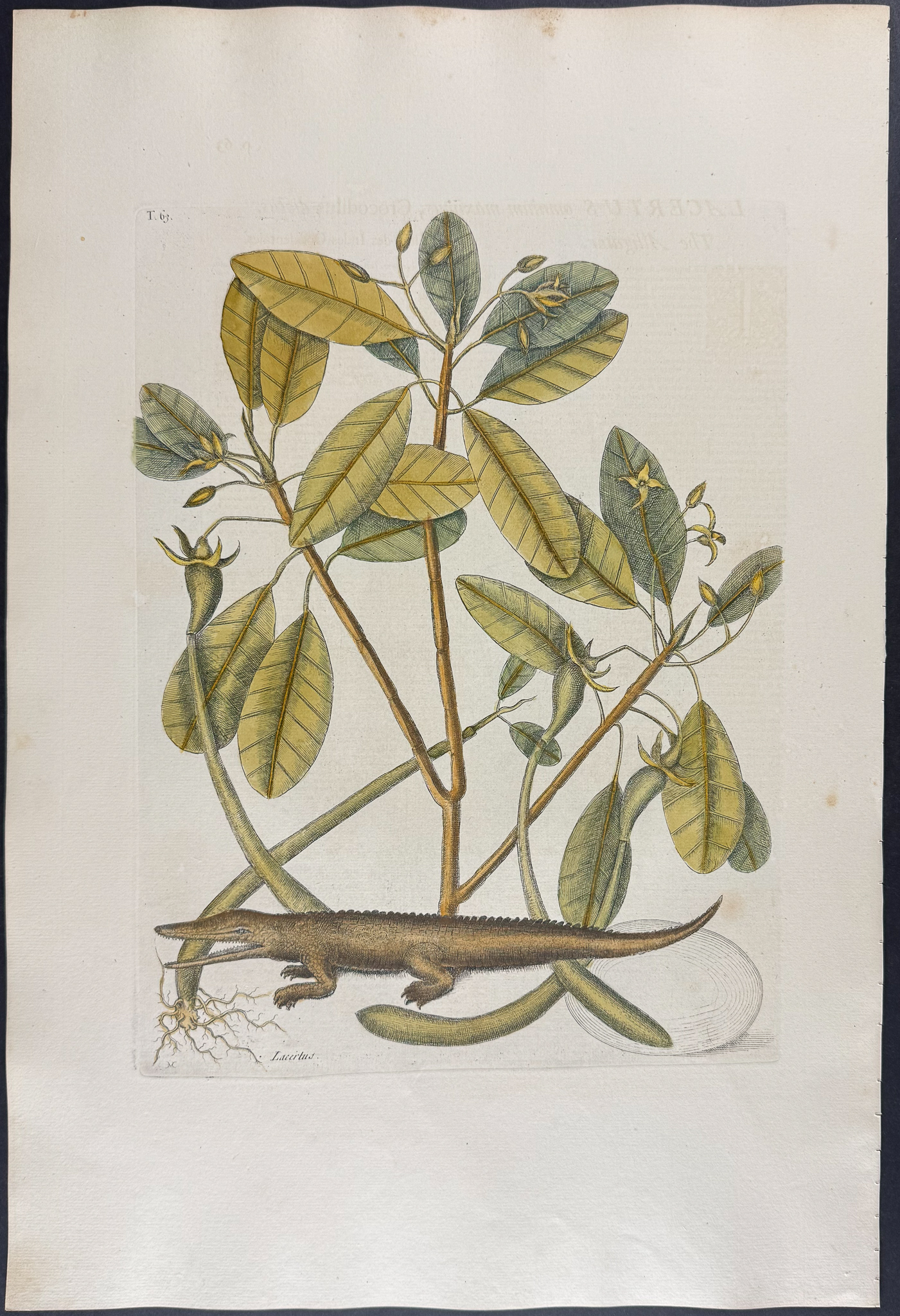Catesby, Folio - Alligator with Mangrove Tree. 2-63