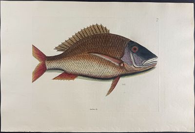Catesby, Folio - Mutton Fish. 2-25. We are pleased to offer this folio engraving from Mark 