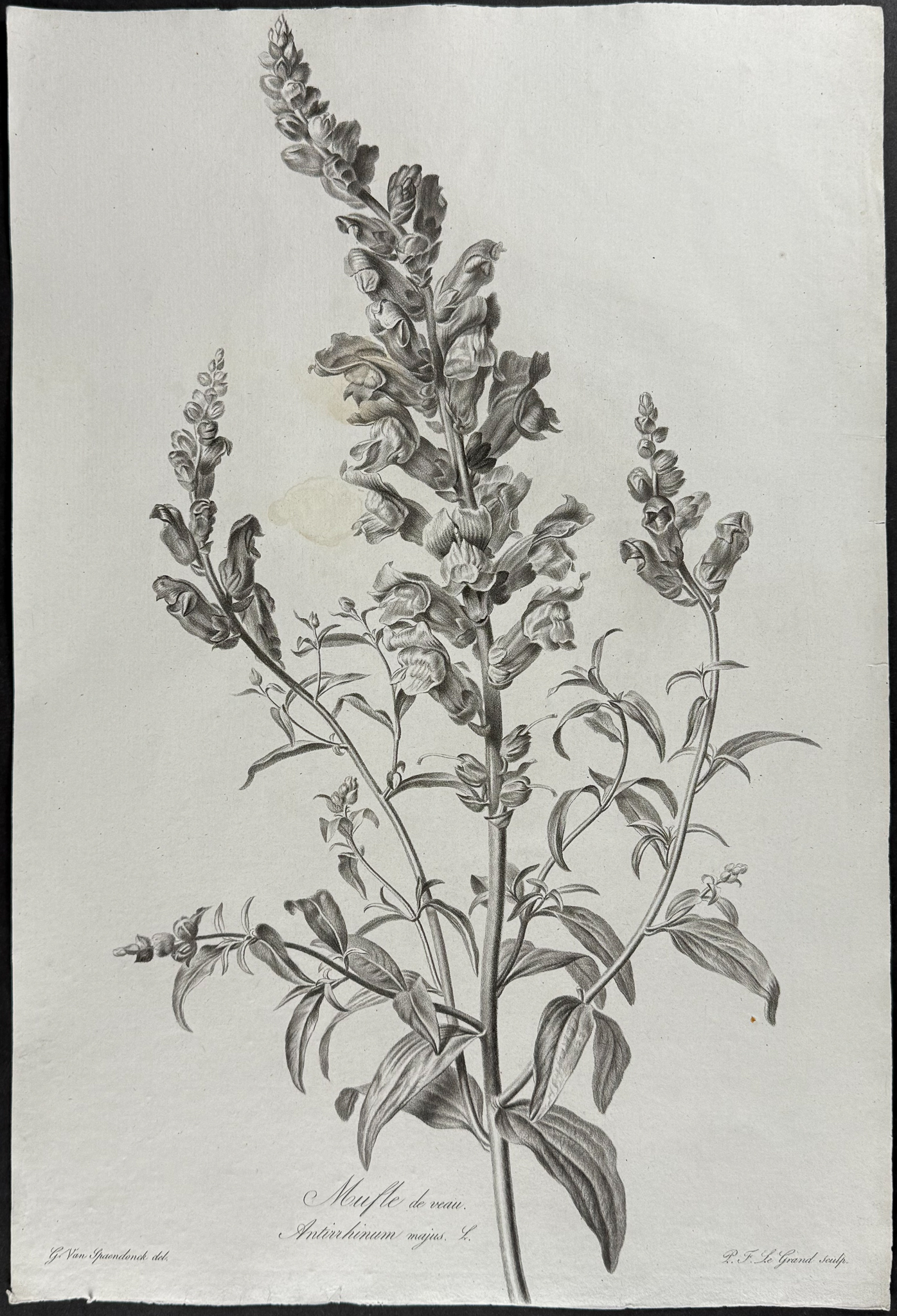 Spaendonck - Snapdragon