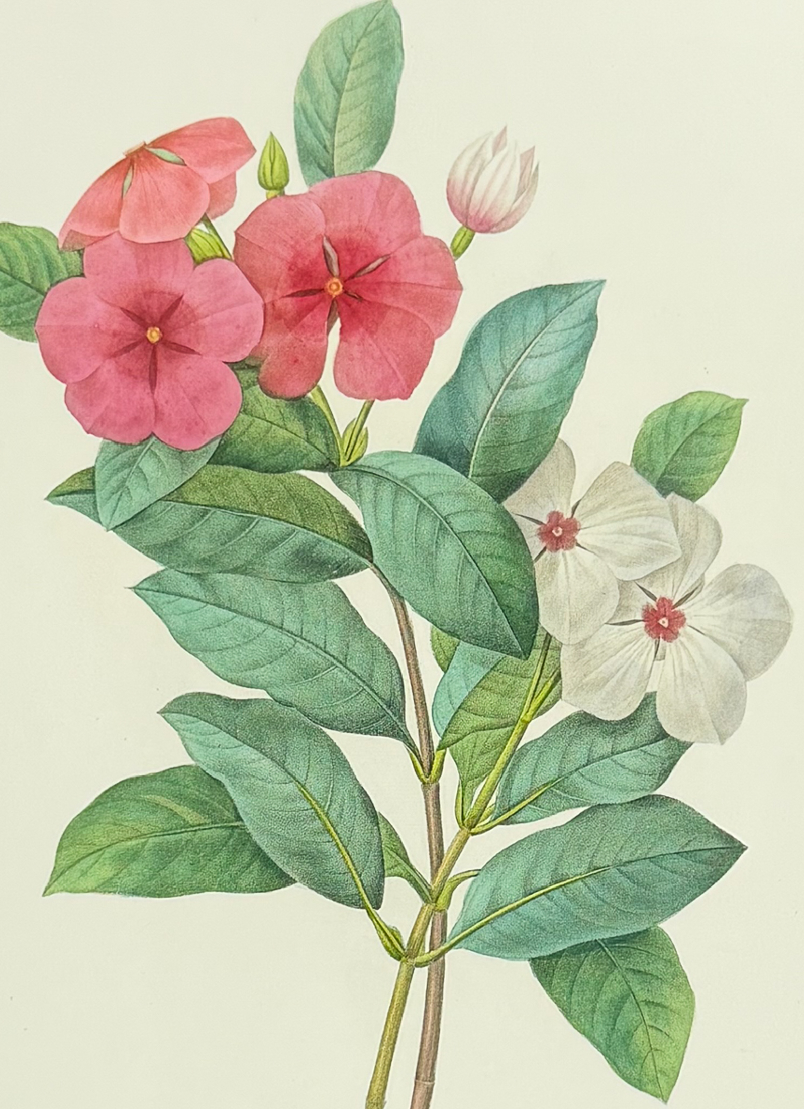 Redoute, Choix - Periwinkle