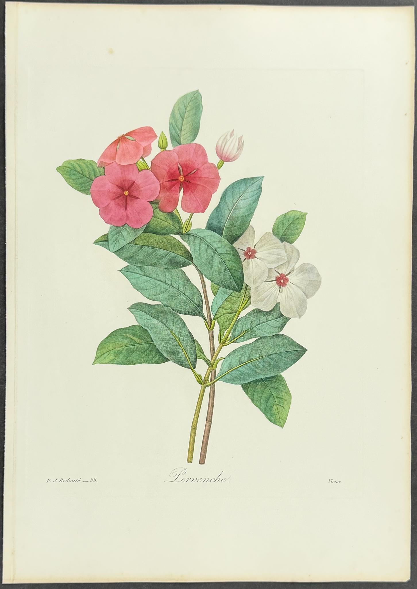 Redoute, Choix - Periwinkle