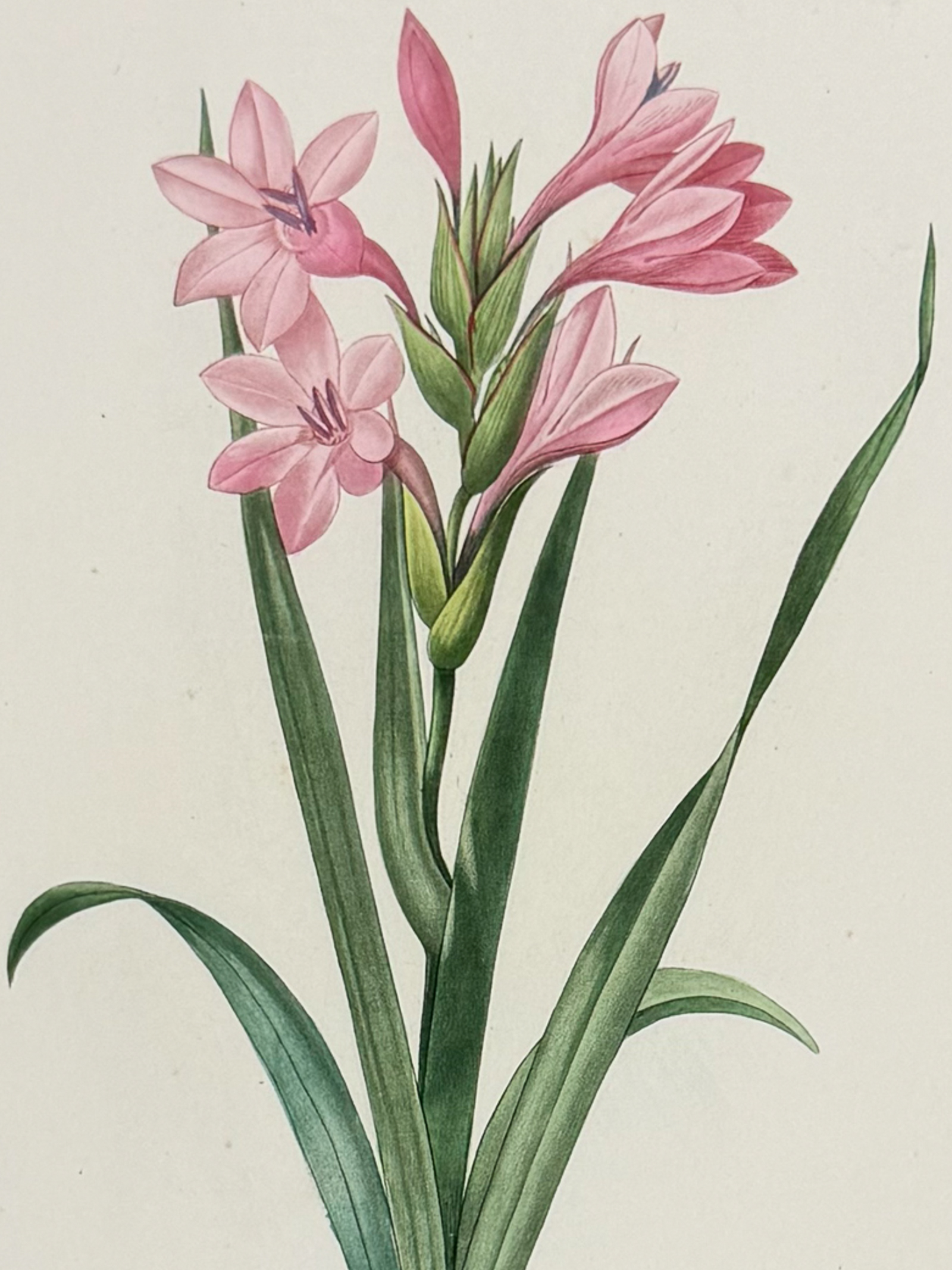 Redoute, Choix - Gladiolus [Gladiolus laccatus]