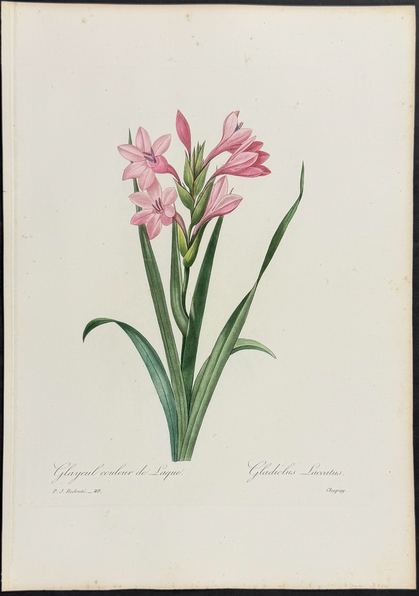 Redoute, Choix - Gladiolus [Gladiolus laccatus]