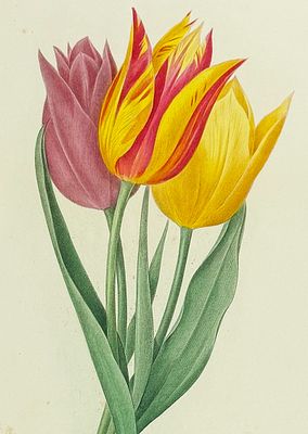 Redoute, Choix - Tulip [Tulipa gesneriana]. This striking originally hand-colored stipple 