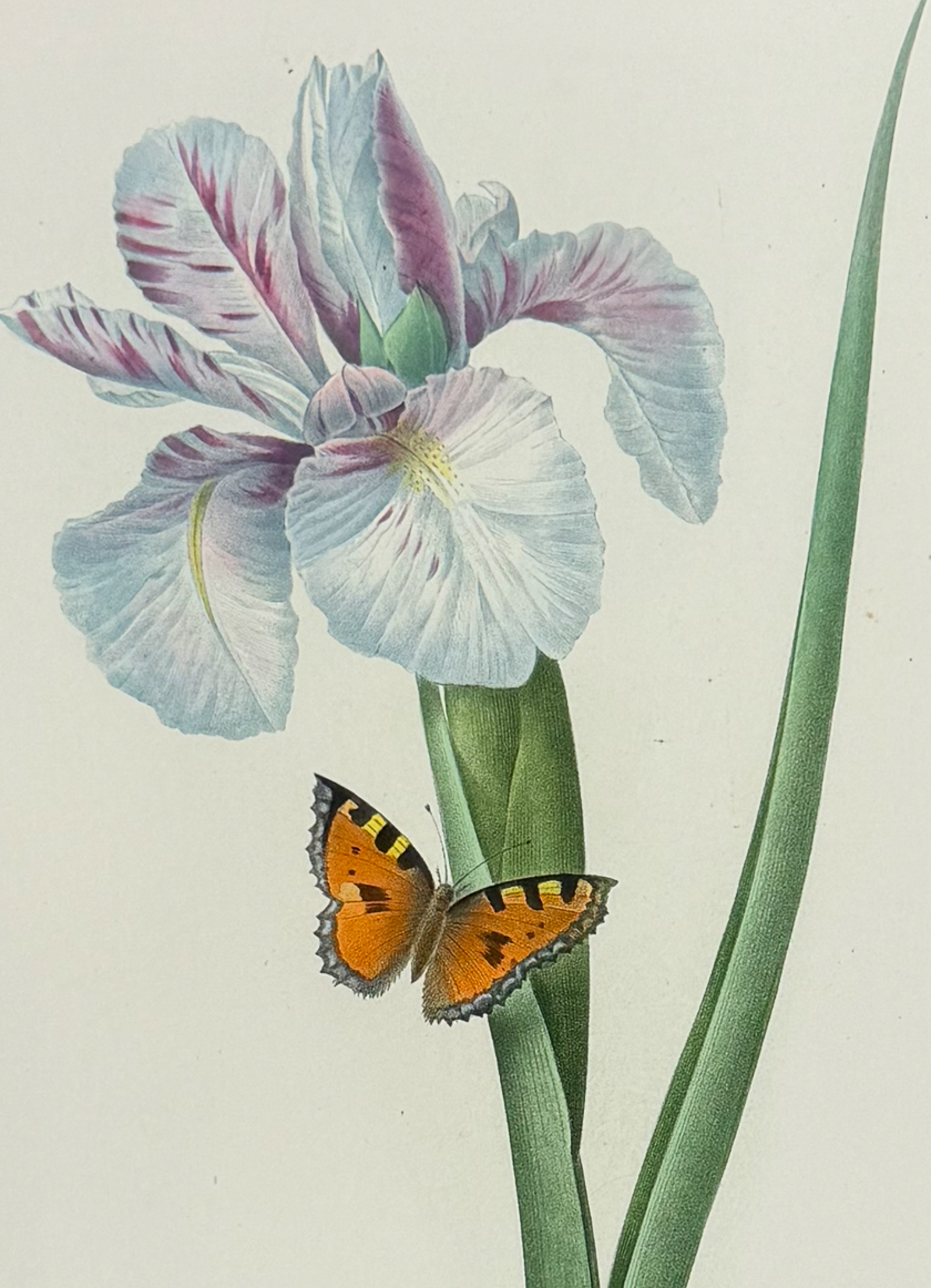 Redoute, Choix - Spanish Iris [Iris xiphium]