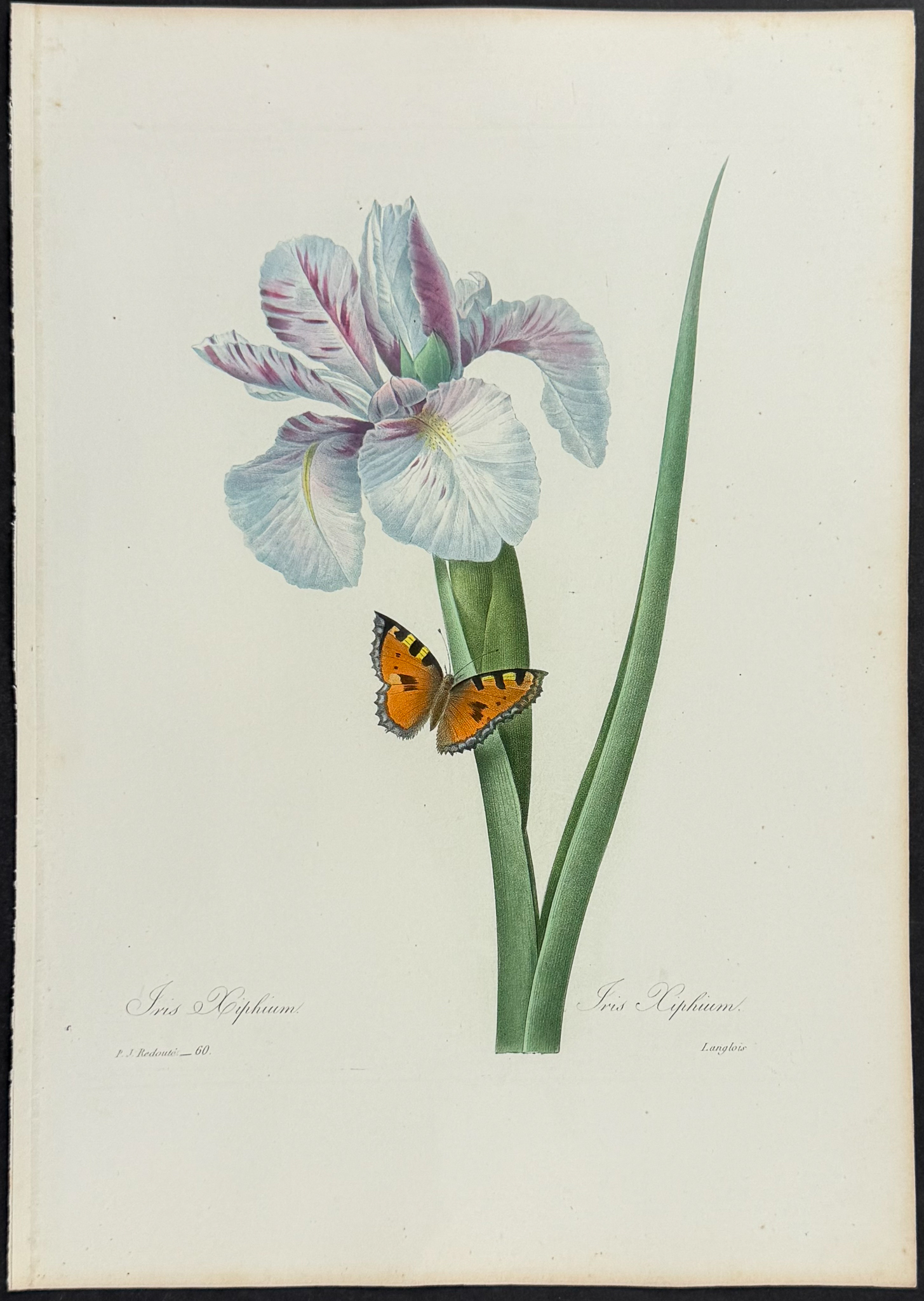 Redoute, Choix - Spanish Iris [Iris xiphium]
