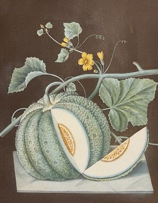 Brookshaw, Folio - White Candia Melon. 71. This remarkable, large folio fruit engraving is from 