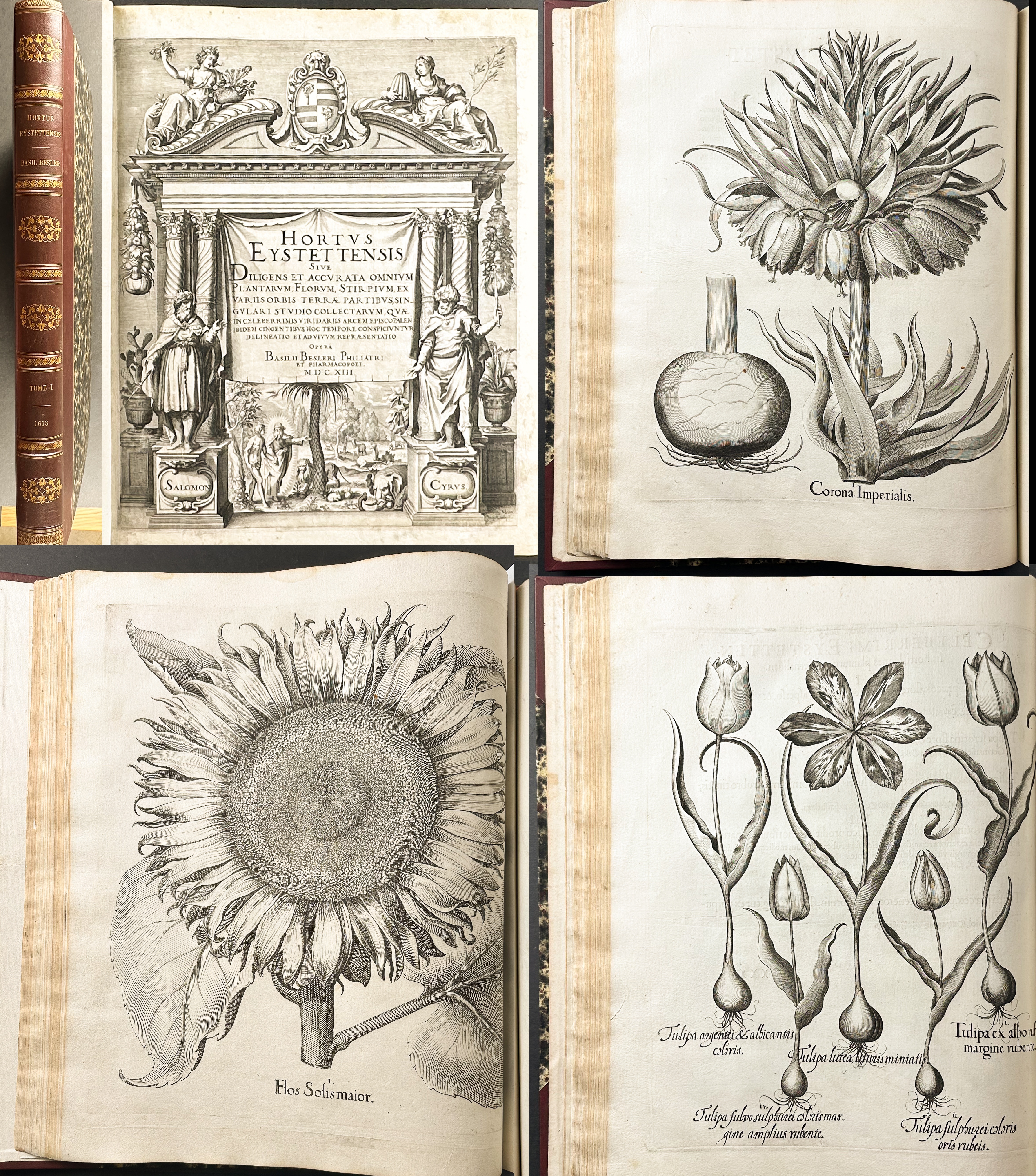 Besler's Hortus Eystettensis - First Edition - Two Volumes with 366 Botanical Engravings
