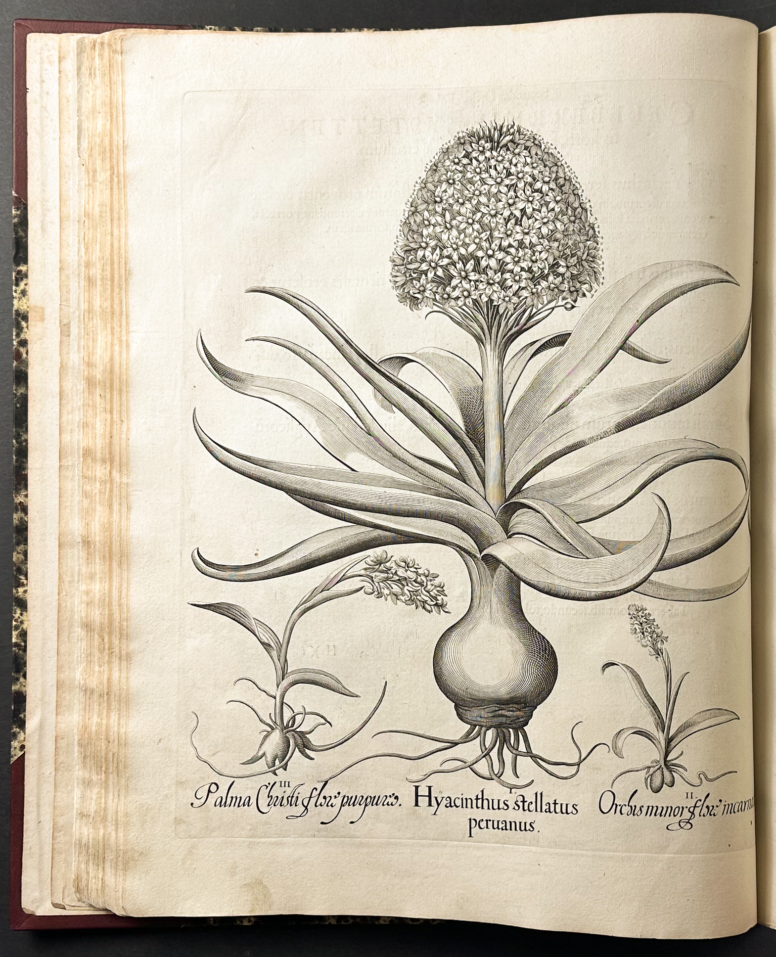 Besler's Hortus Eystettensis - First Edition - Two Volumes with 366 Botanical Engravings