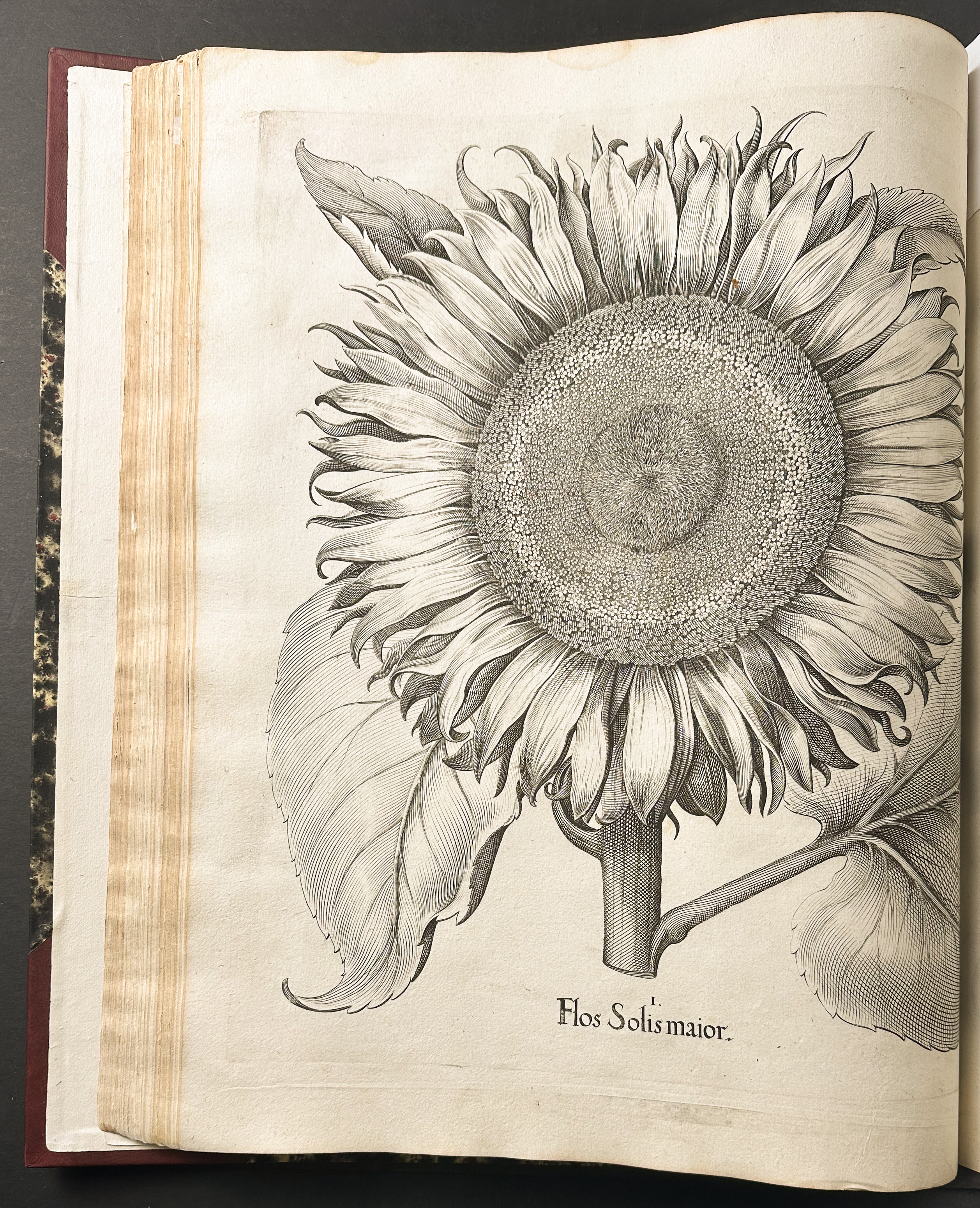 Besler's Hortus Eystettensis - First Edition - Two Volumes with 366 Botanical Engravings
