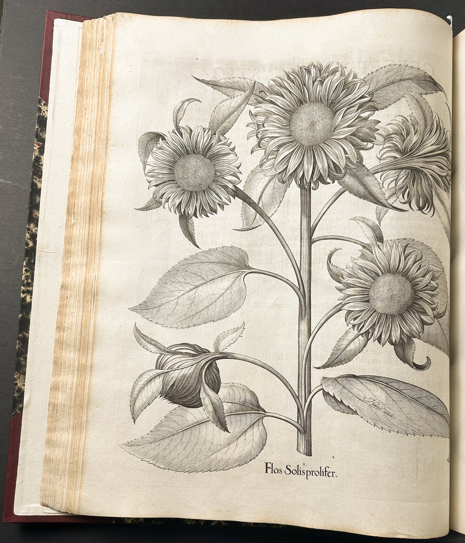 Besler's Hortus Eystettensis - First Edition - Two Volumes with 366 Botanical Engravings