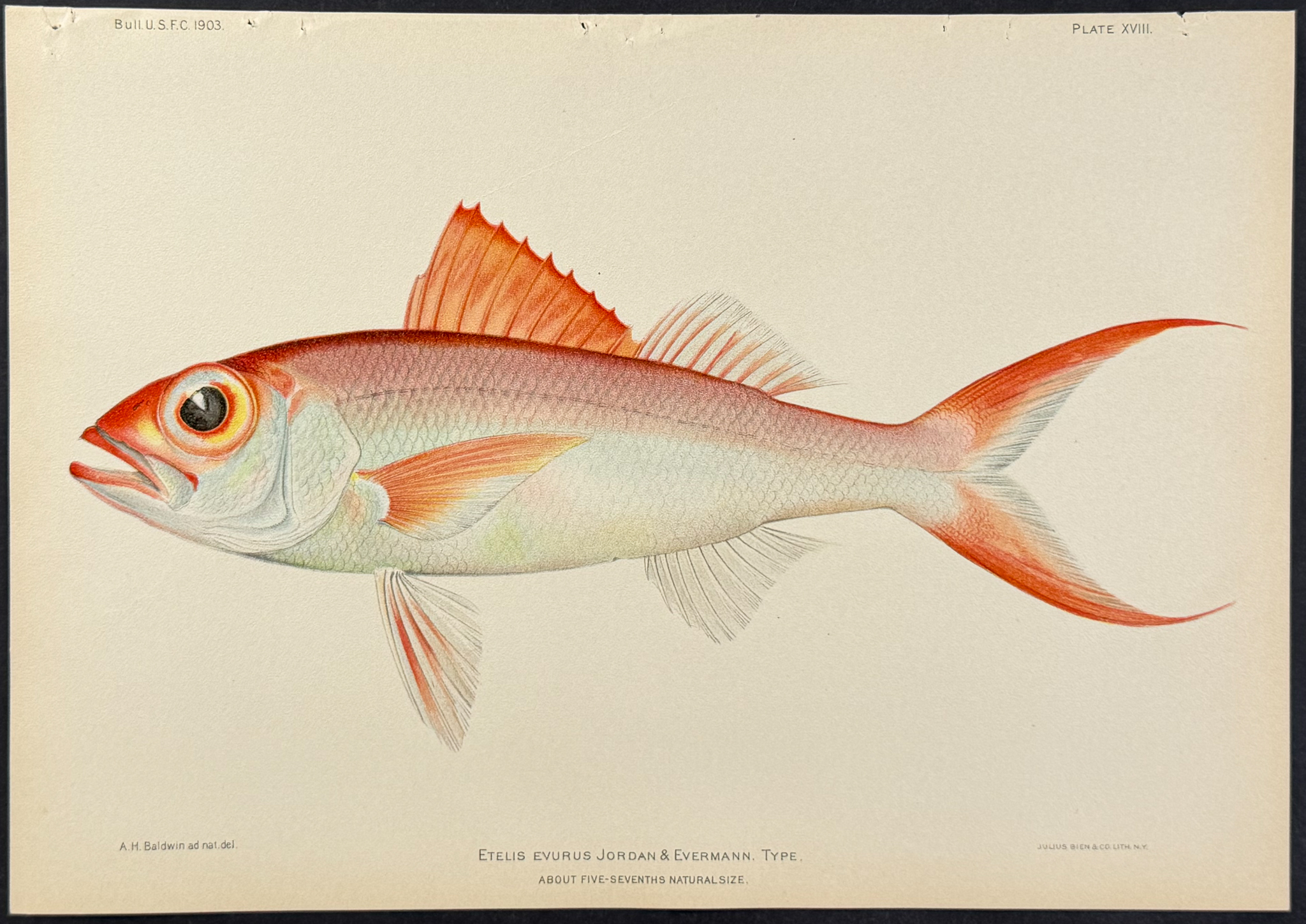 Bien, Hawaii - Red Snapper [Etelis Evurus]