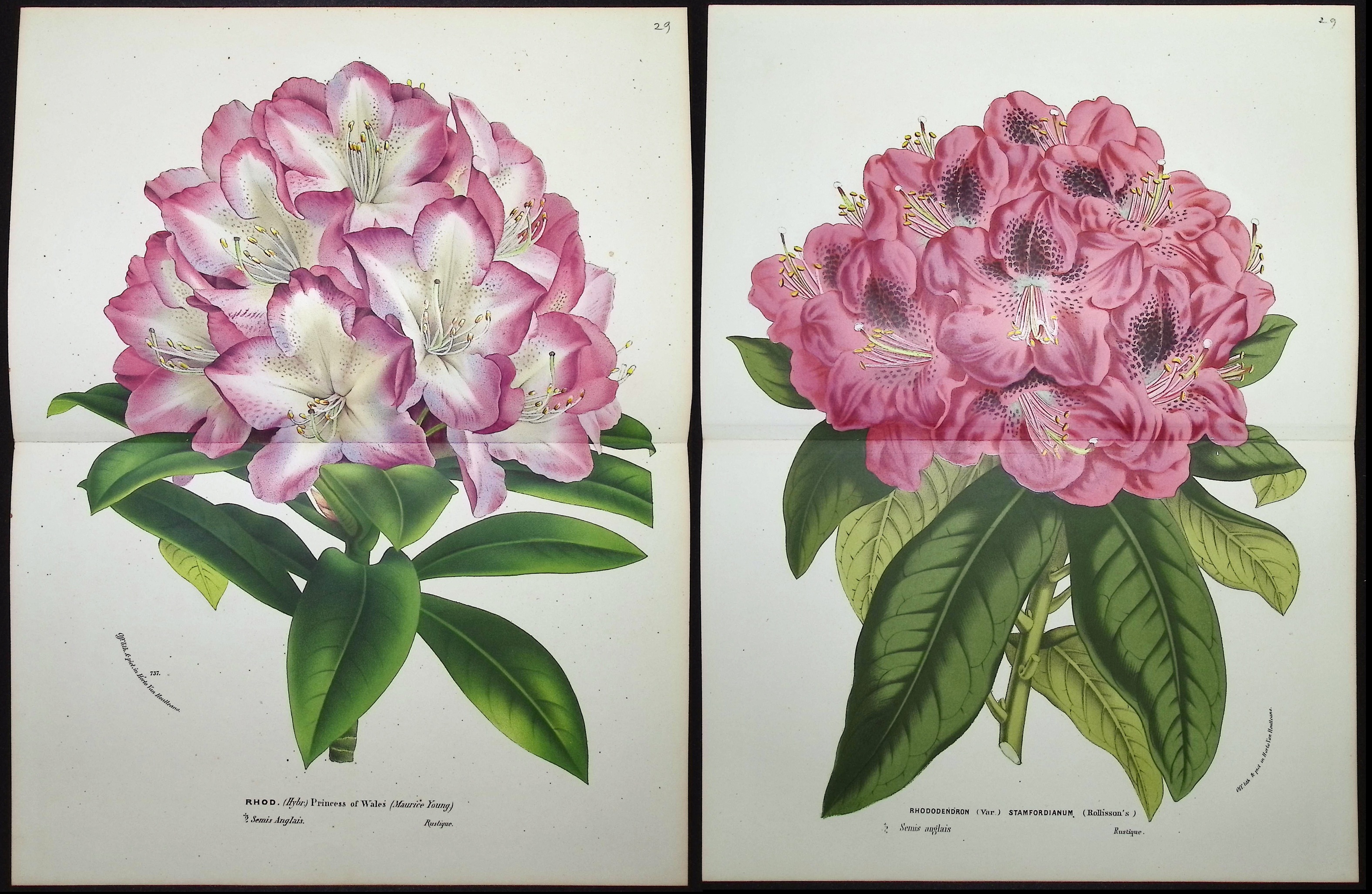 Van Houtte - 6 Rhododendron Prints