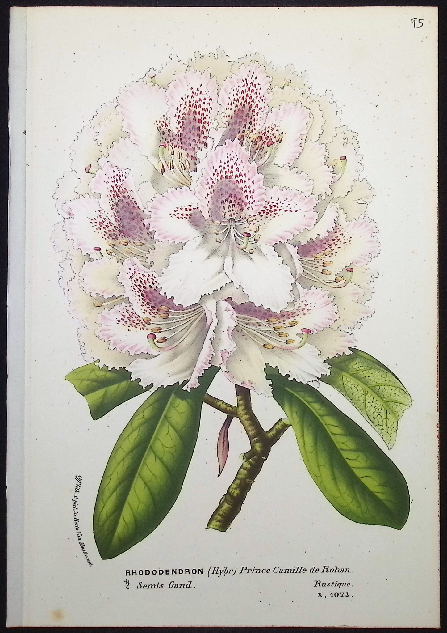 Van Houtte - 6 Rhododendron Prints