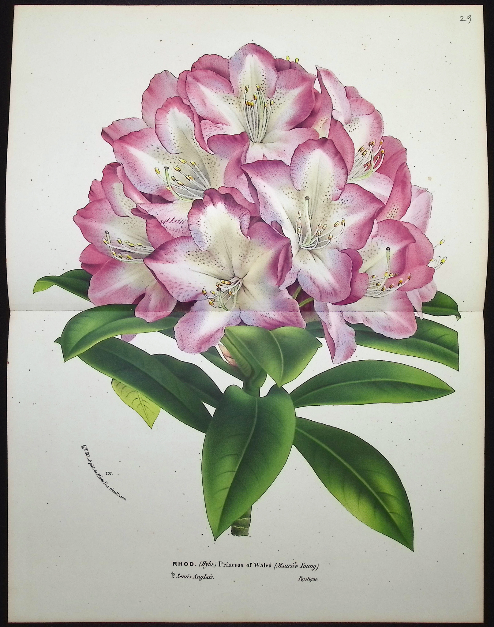 Van Houtte - 6 Rhododendron Prints