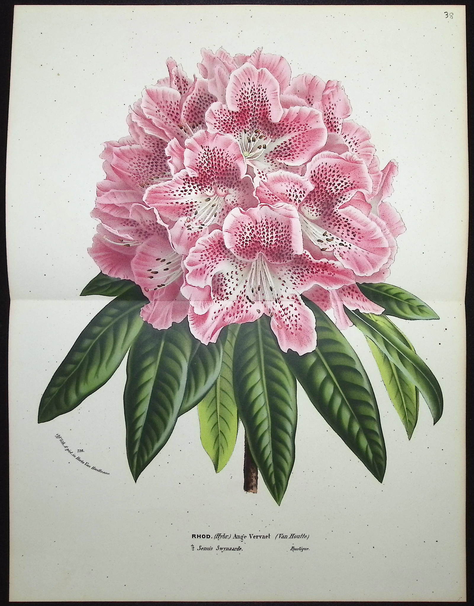 Van Houtte - 6 Rhododendron Prints