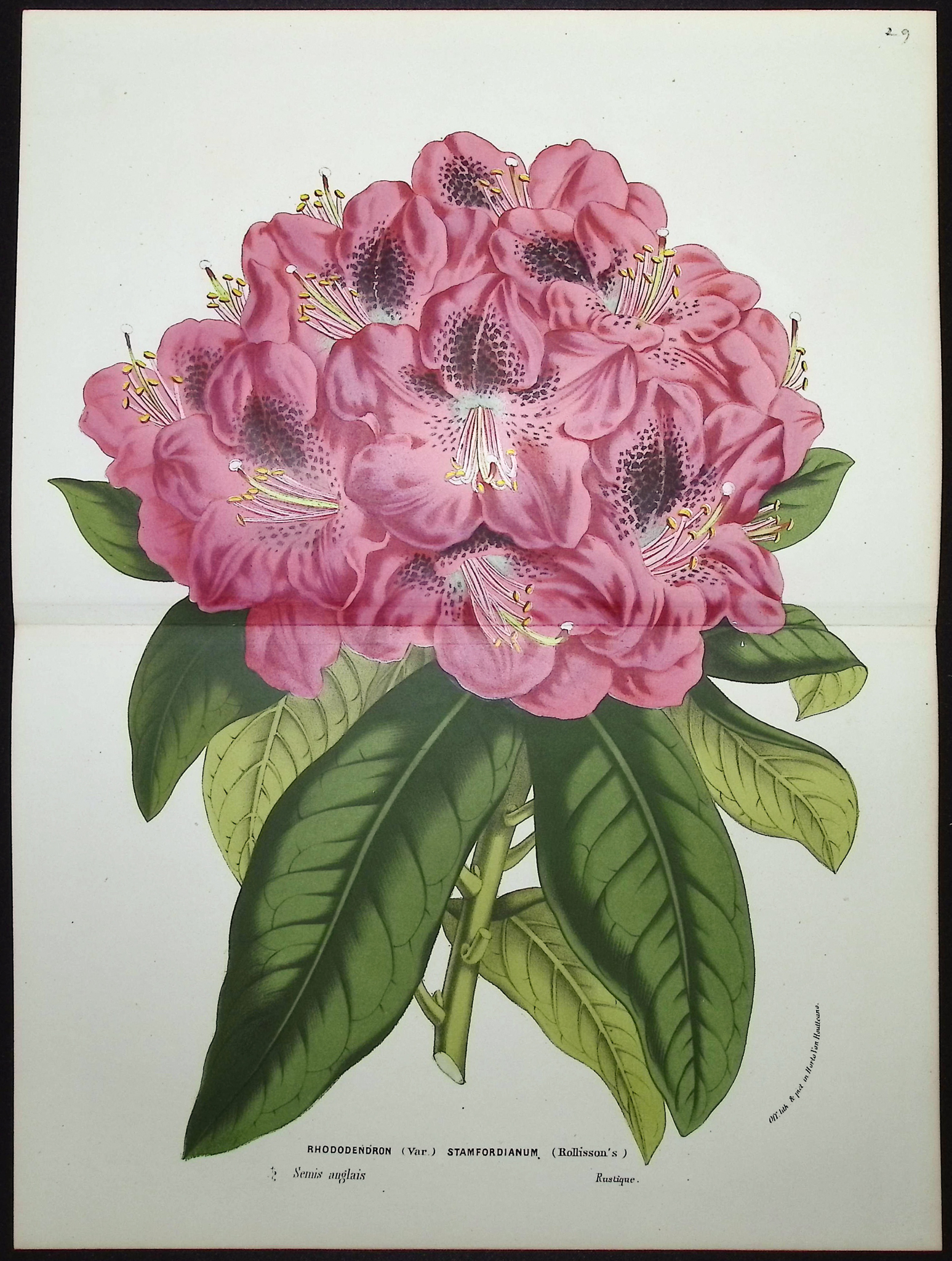 Van Houtte - 6 Rhododendron Prints
