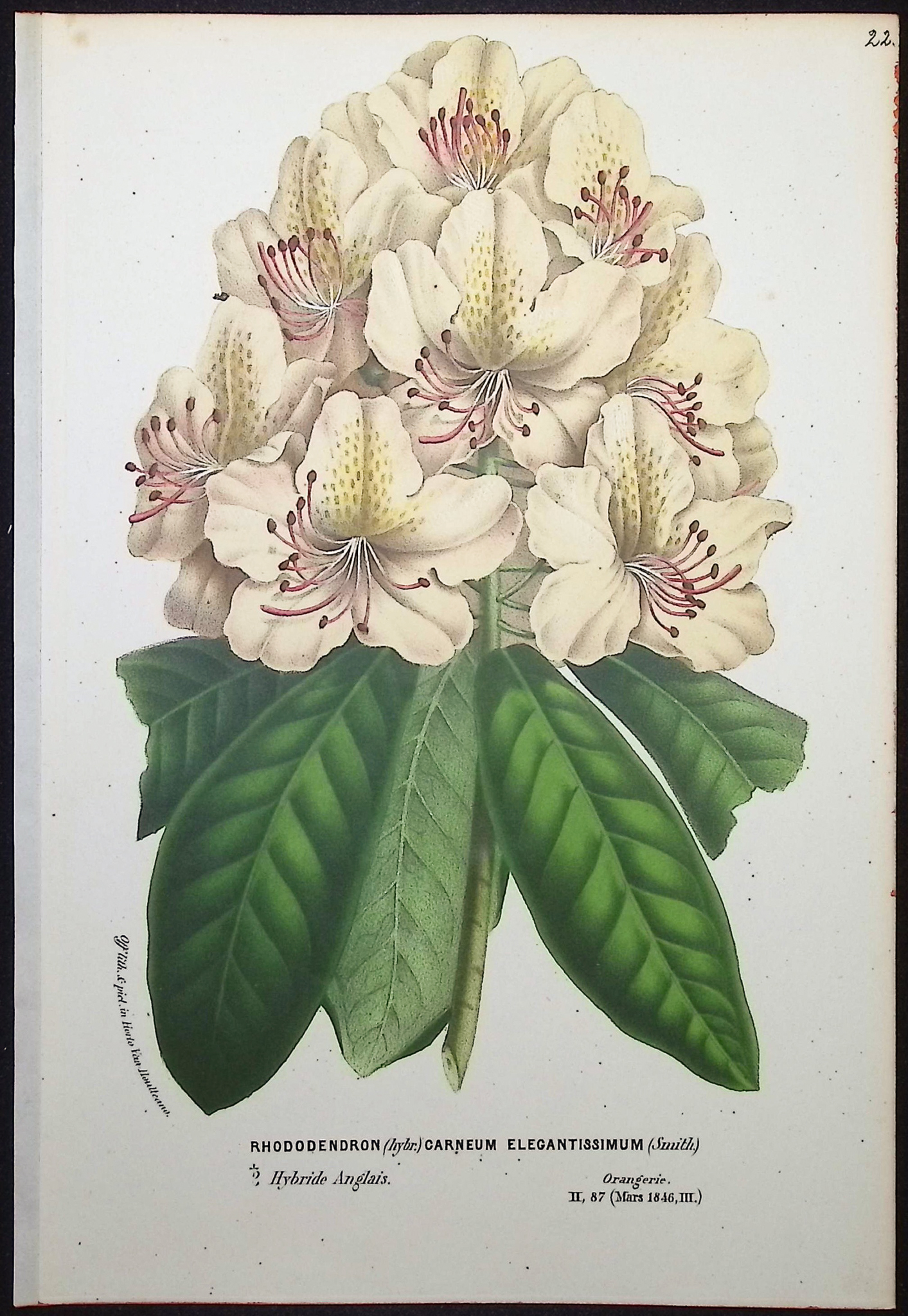Van Houtte - 6 Rhododendron Prints