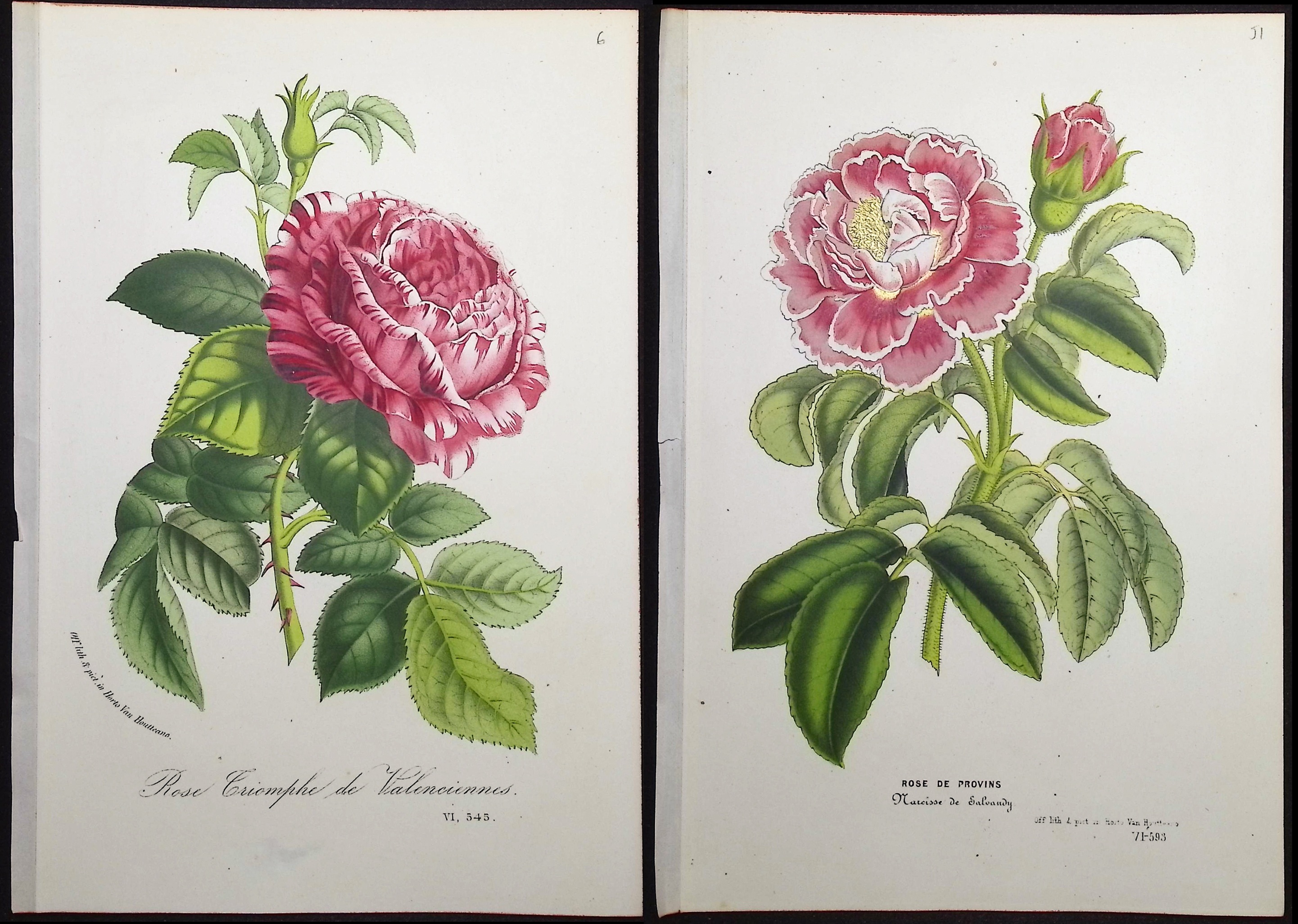 Van Houtte - 4 Rose Prints