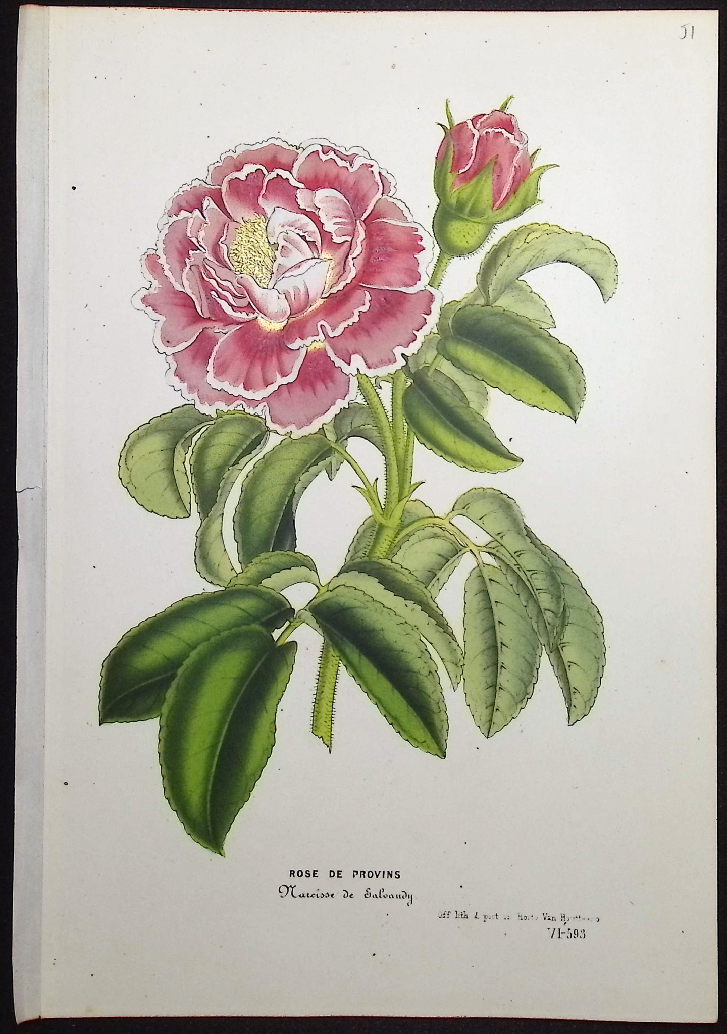 Van Houtte - 4 Rose Prints