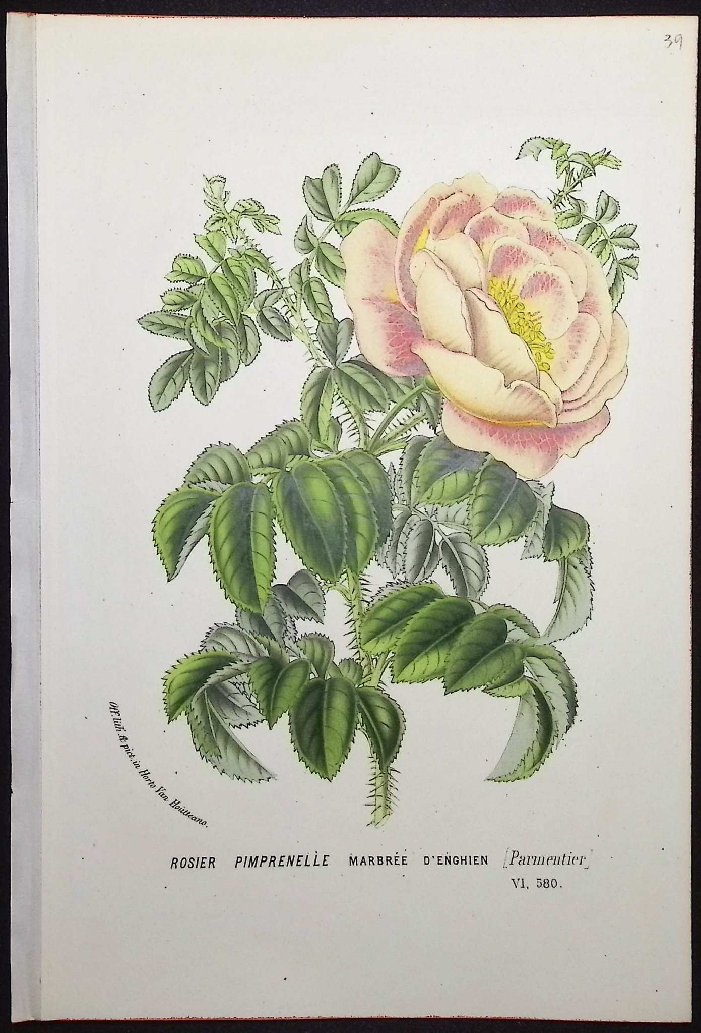 Van Houtte - 4 Rose Prints