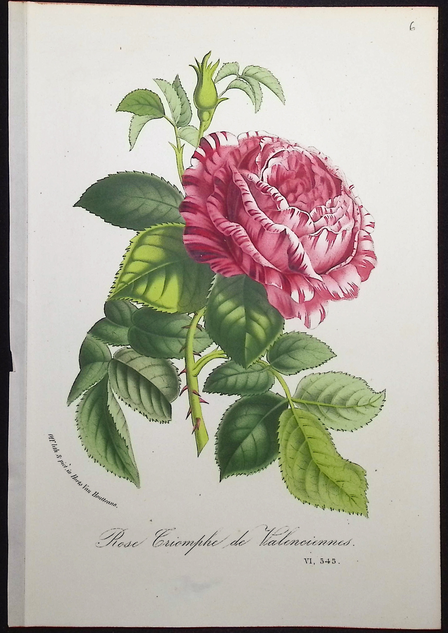 Van Houtte - 4 Rose Prints