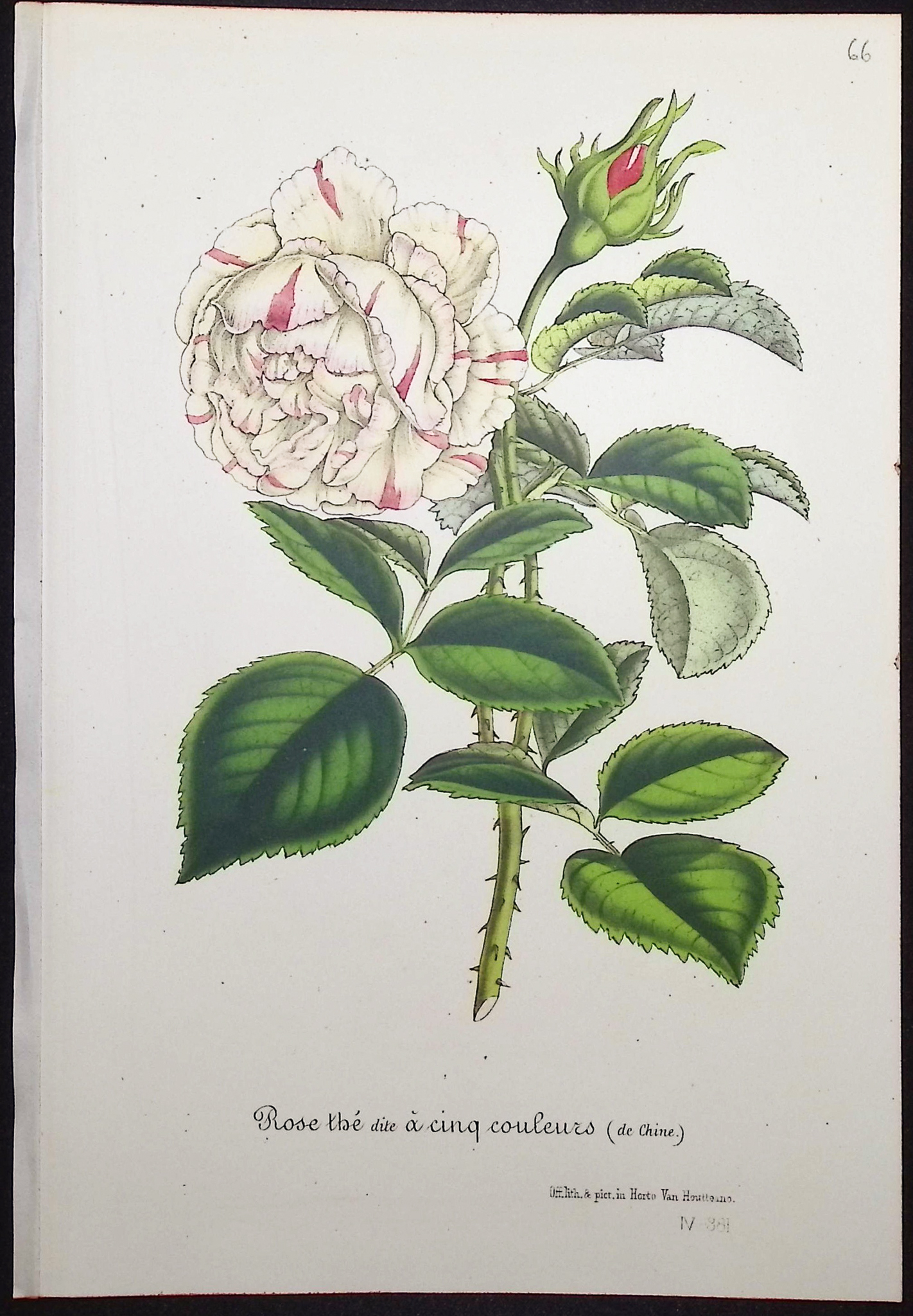 Van Houtte - 4 Rose Prints