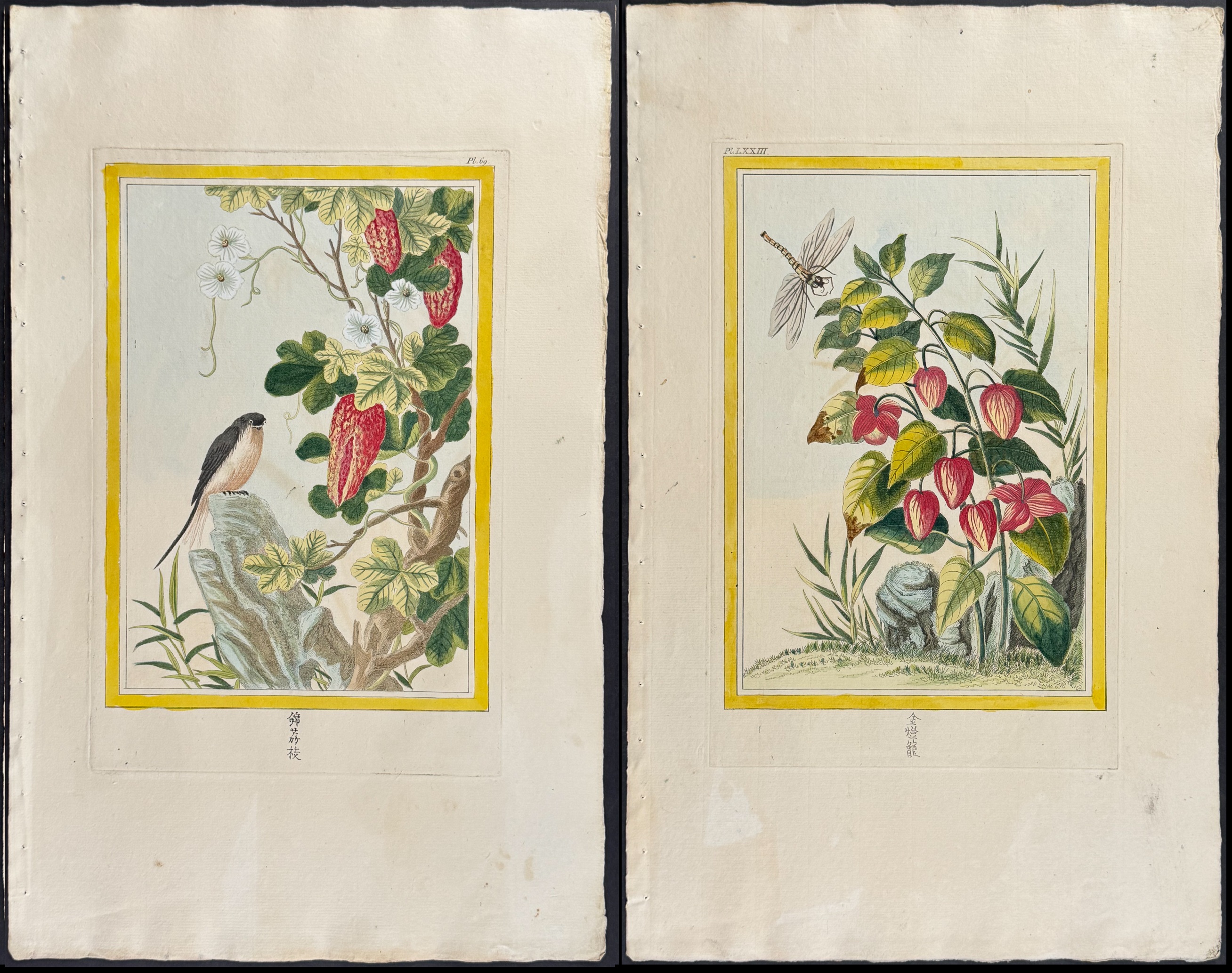 Buchoz - 10 Botanical, Bird, & Insect Engravings