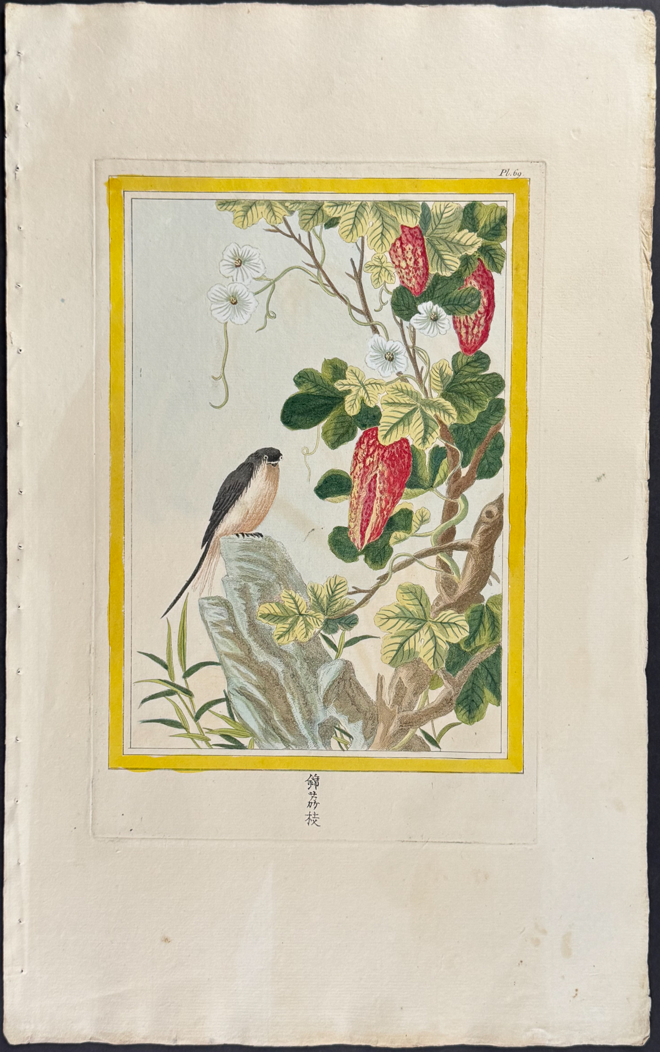 Buchoz - 10 Botanical, Bird, & Insect Engravings