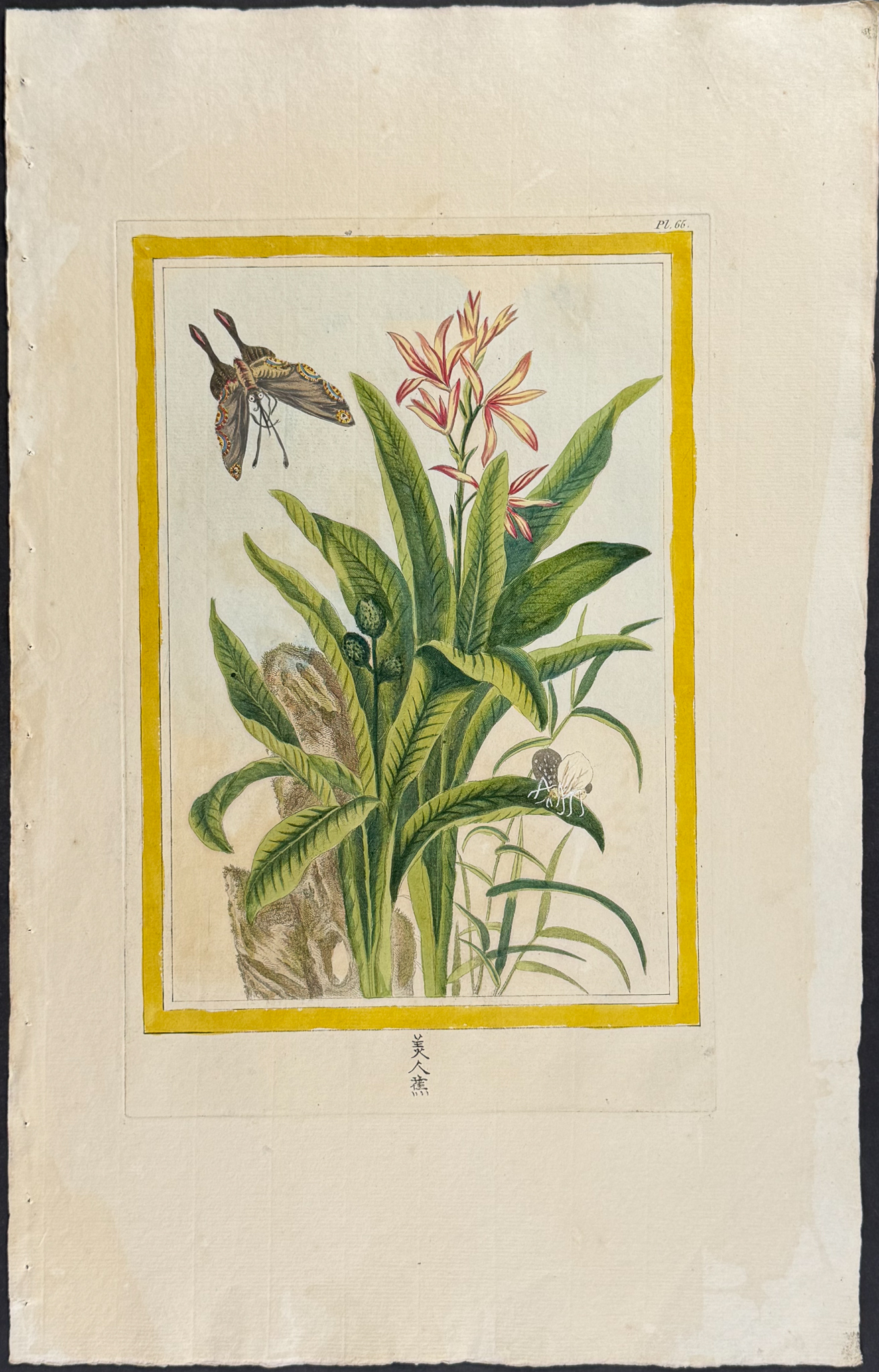 Buchoz - 10 Botanical, Bird, & Insect Engravings