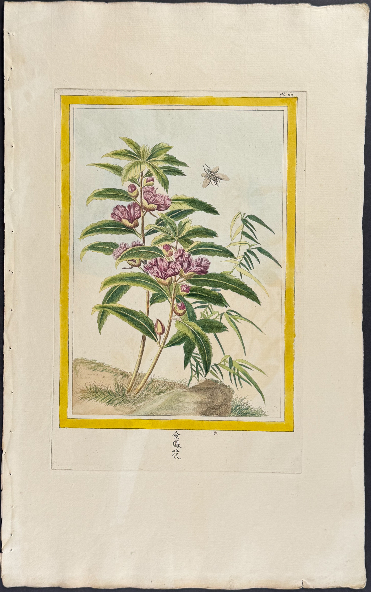 Buchoz - 10 Botanical, Bird, & Insect Engravings