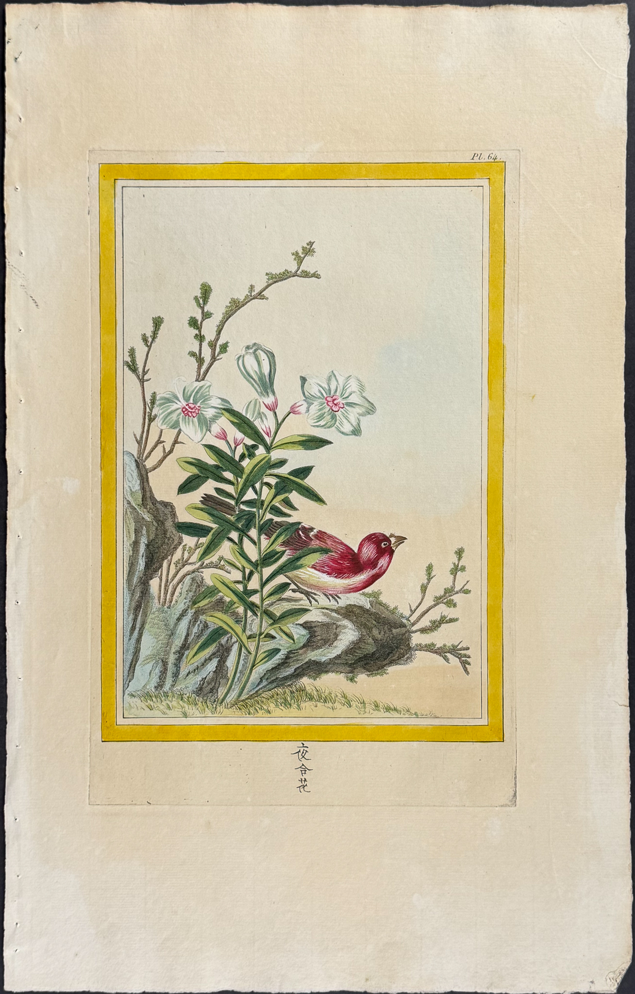 Buchoz - 10 Botanical, Bird, & Insect Engravings