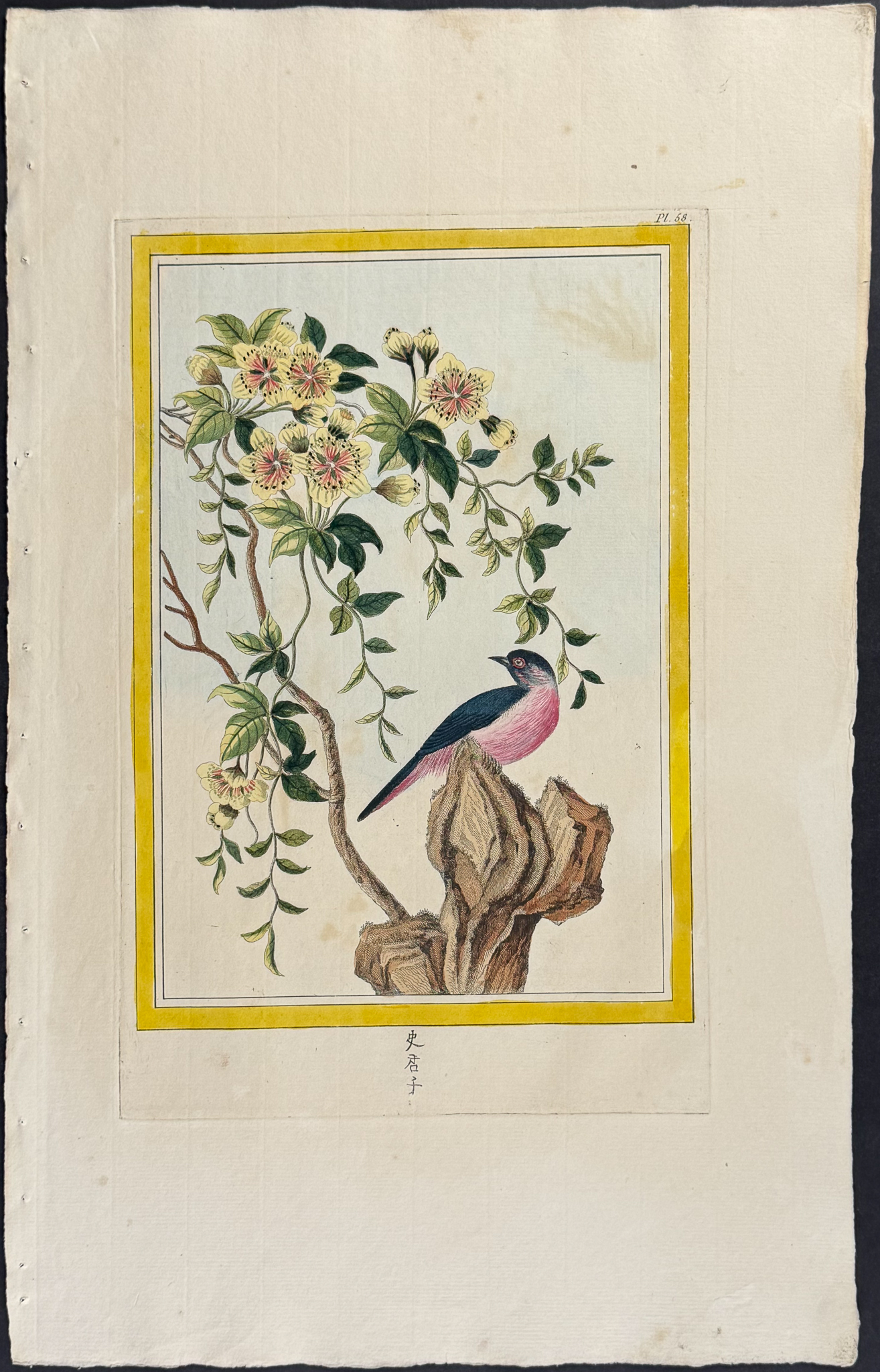 Buchoz - 10 Botanical, Bird, & Insect Engravings