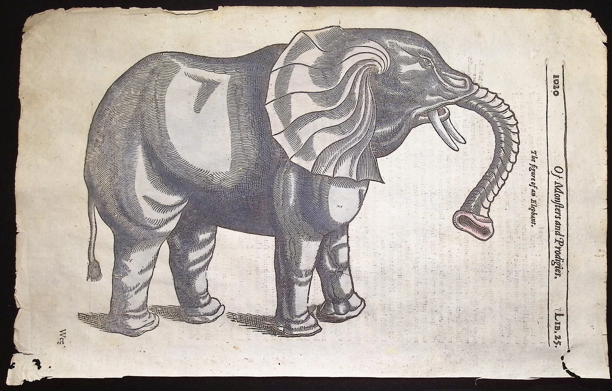 Pare, pub. 1664 - Elephant