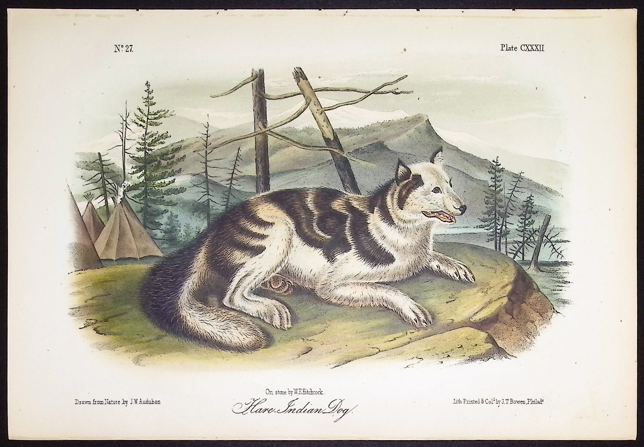 Audubon - Hare Indian Dog. 132
