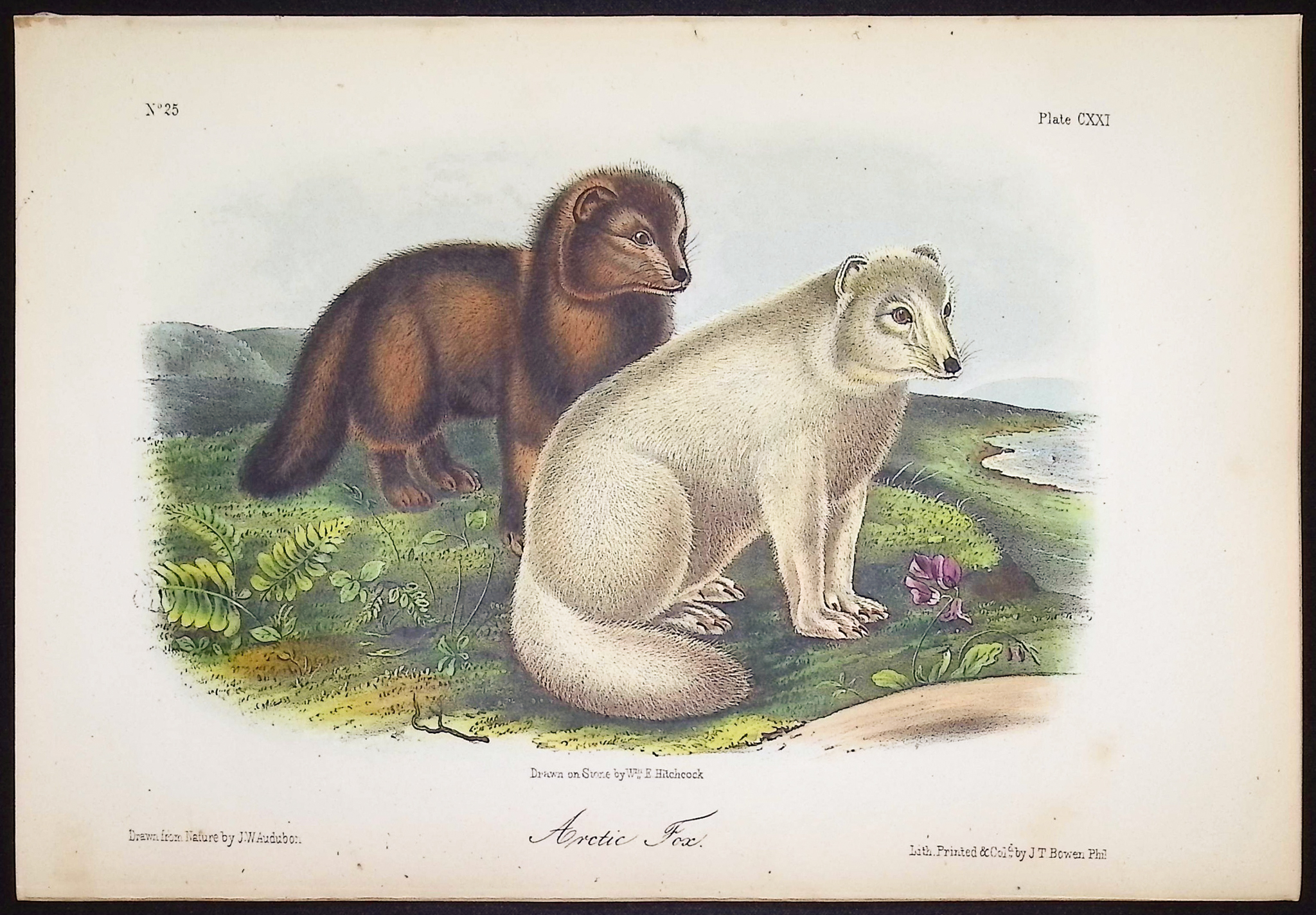 Audubon - Arctic Fox. 121
