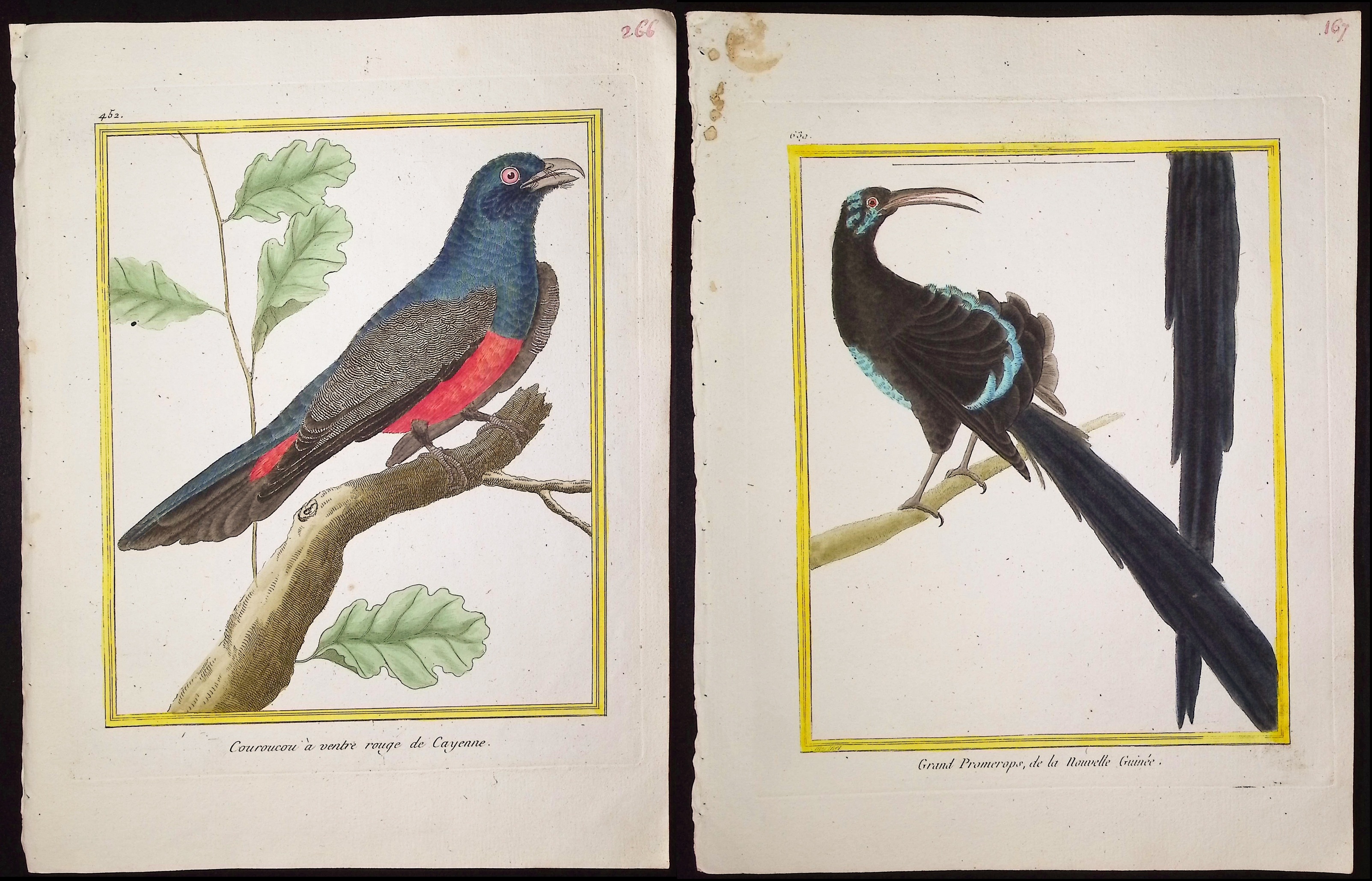 Martinet & Buffon - 6 Bird Engravings